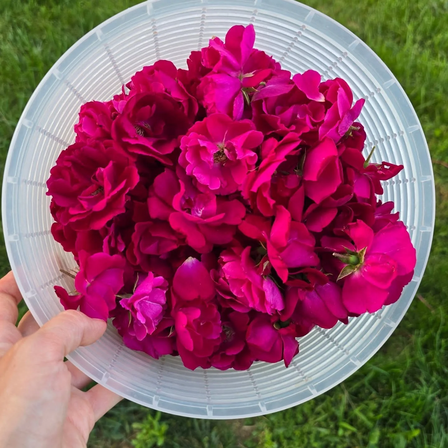 This week's #herboftheweek is #rose which is a powerful female herb. Rose is good for the heart and spirit. Being that rose is typically red/orange or pink, its good for the root chakra area, so think reproductive organs. Rose petals are a powerful a