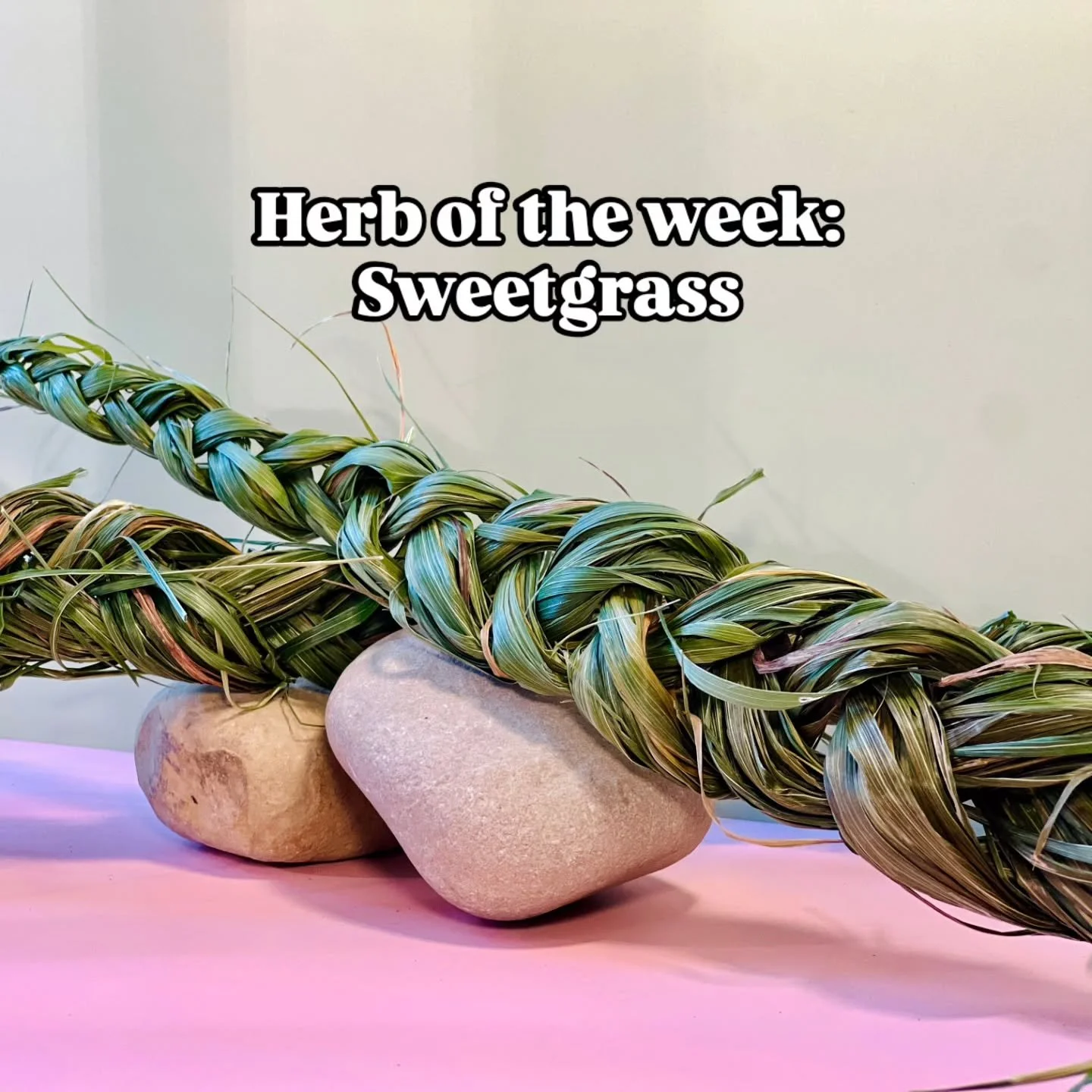 This week's #herboftheweek is sweetgrass which is just starting pop up in our garden. We grow it to make braids to be dried and used as a smoke. Sweetgrass can be infused in vodka to make a pleasant drink. It's one of the four sacred herbs in the #me
