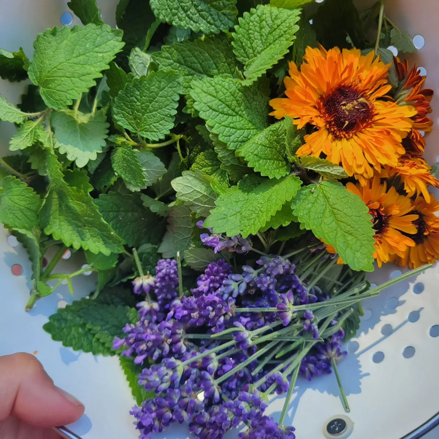 This week's #herboftheweek is lemon balm! Lemon Balm is a key ingredient in our survivor tea. Lemon Balm (the green herb pictured in the strainer) is in the mint family, which you can tell by it's square stem. Lemon Balm is a powerful anti-viral safe