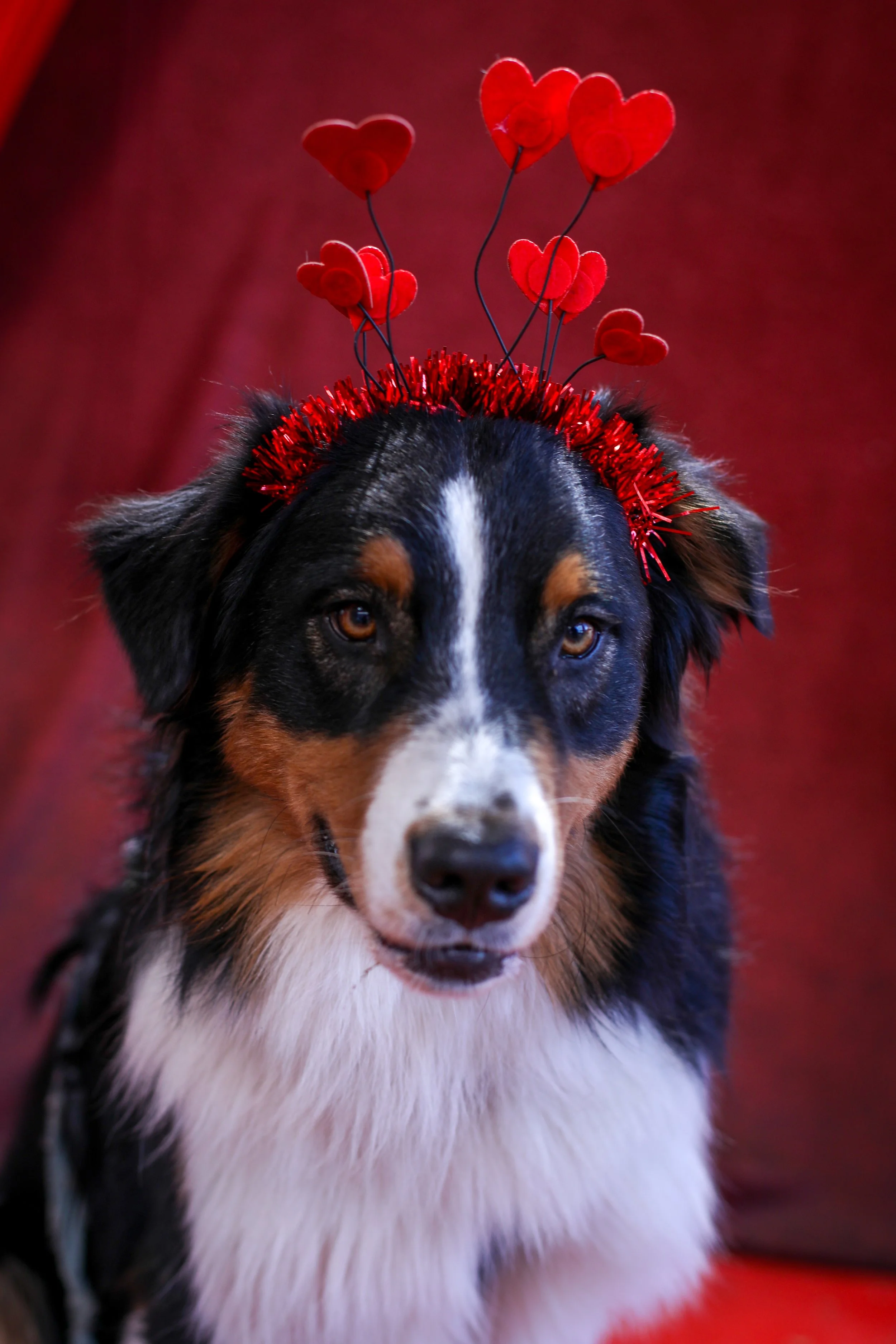 2024.02.10 - Fosterfilms-Chronicle-V-day-dog-shoot-7.jpg75.jpg
