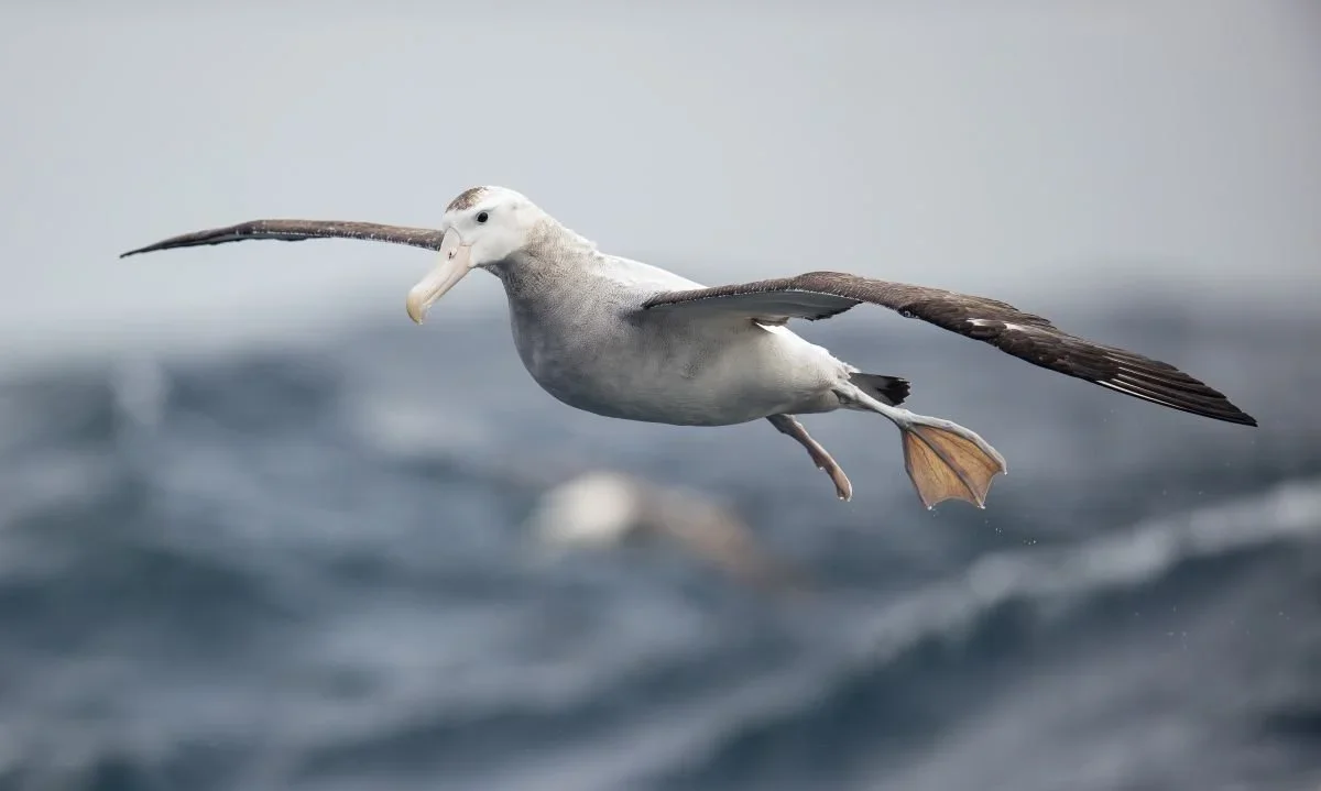 Do it Your Way, You Beautiful Albatross: Seeing what sets you apart as a strength