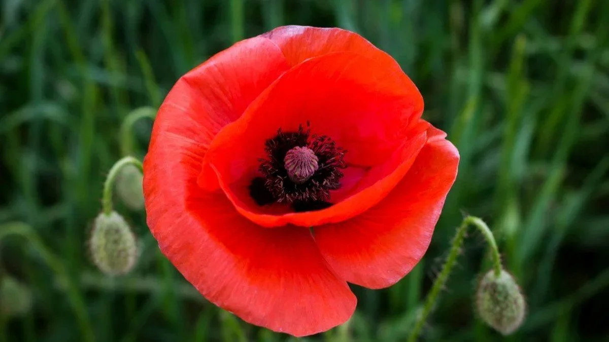 Michael Pollan, Cultural Appropriation and Complicity: This is my mind on "This is Your Mind on Plants"