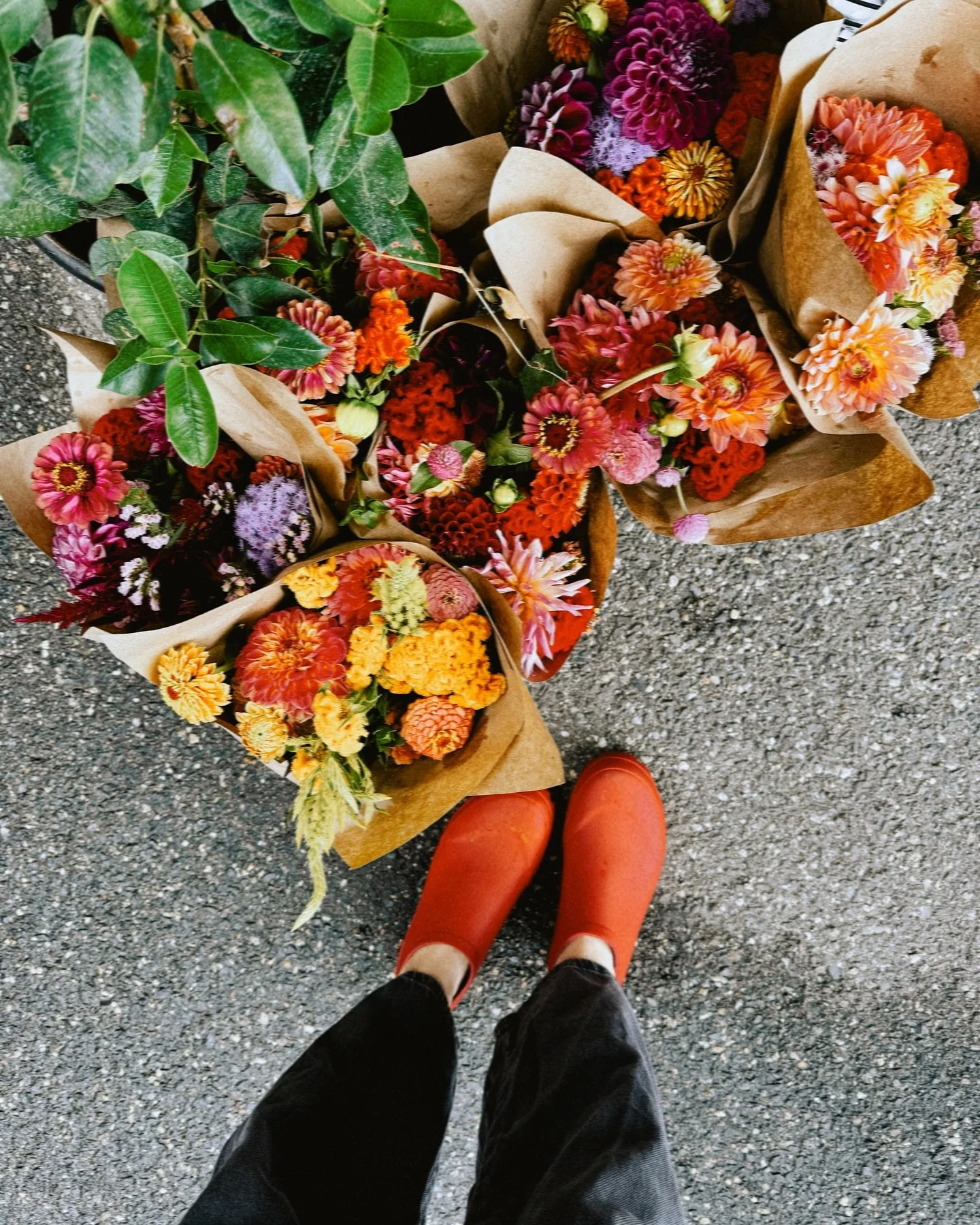 Drizzly day but we have dozens of dahlias from @terra_flowerfarm 

Ps. Ap&eacute;ro is canceled for tonight because of weather!