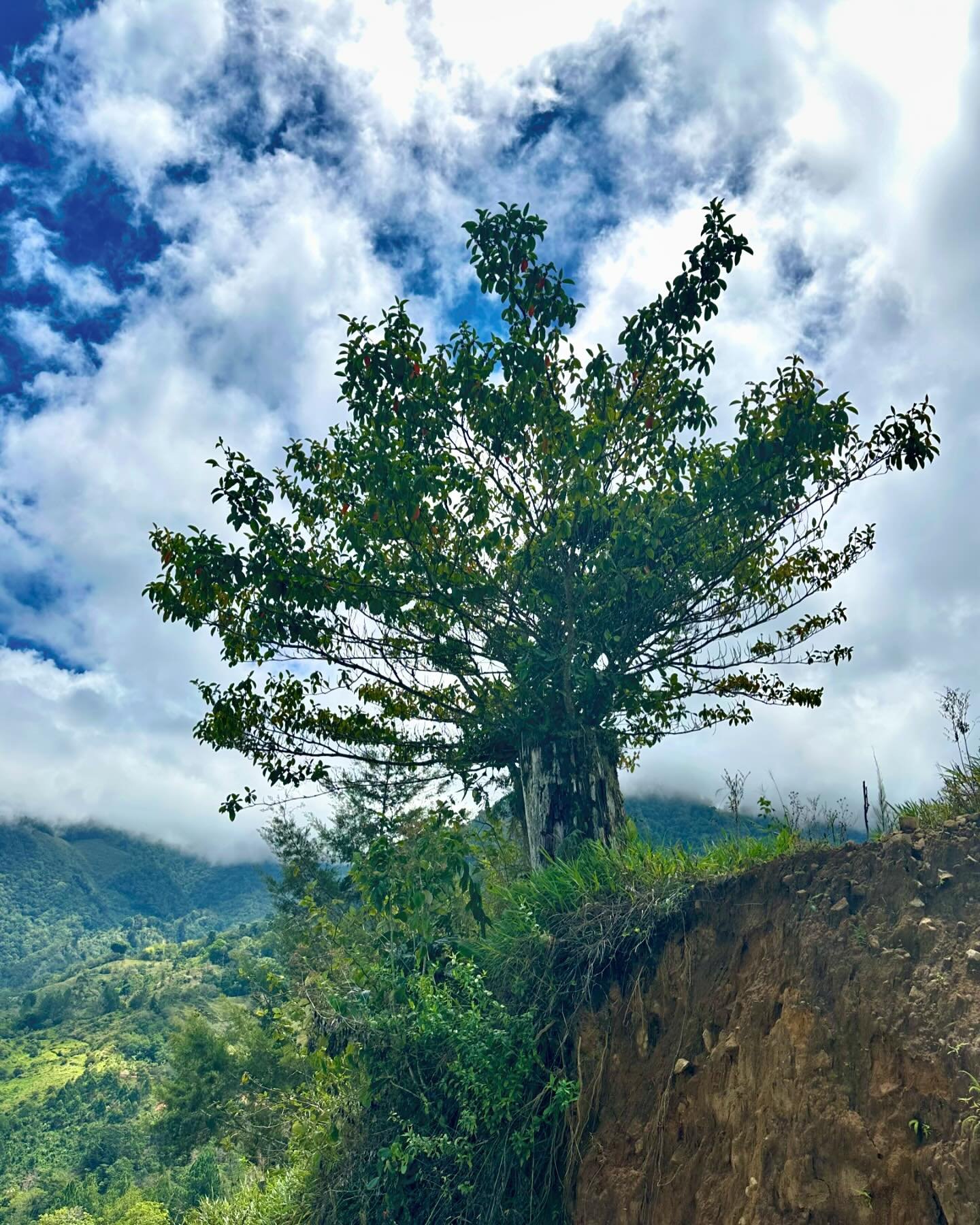 A visual of Post Traumatic Growth. The tree was once cut down. Perhaps she felt like she would never come back to life. 

But look at how she has come back, rejuvenated and radiant. With good soil, sunshine, rain &hellip; the right support for her to