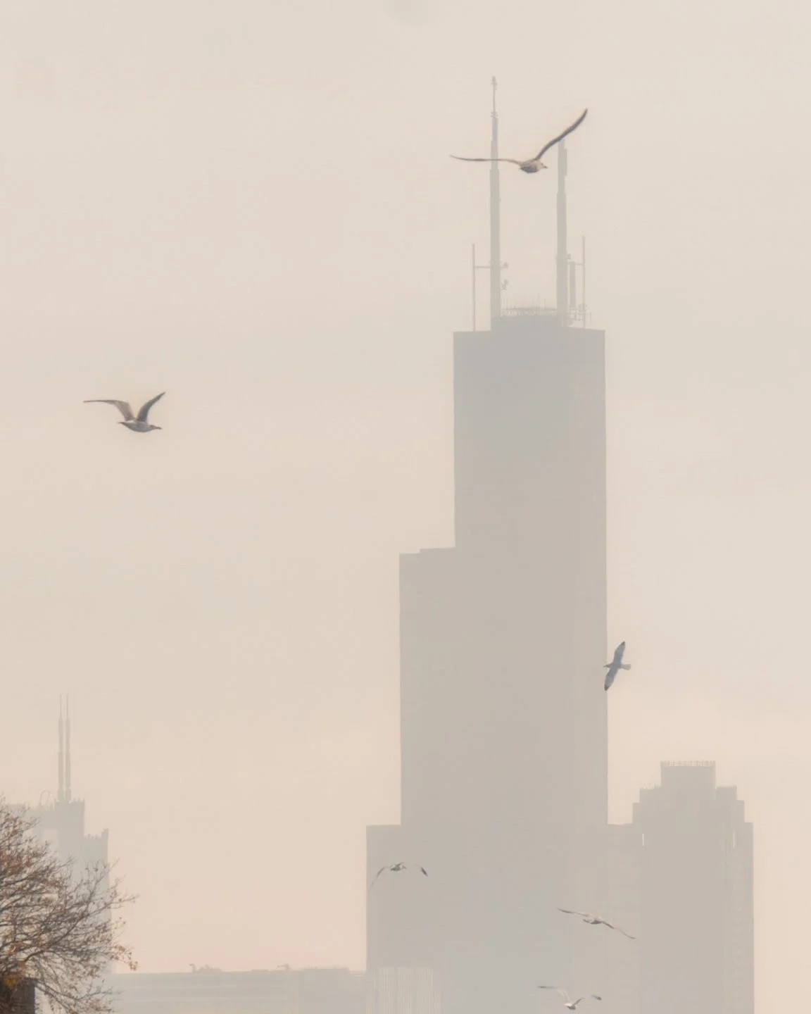 Serene moments in the city 🌆✨ The Willis Tower fades into the hazy skyline, while seagulls dance gracefully in the foreground. Finding beauty in the unexpected balance between urban life and nature.

#ChicagoViews #SkylineSilhouettes #UrbanNature #W