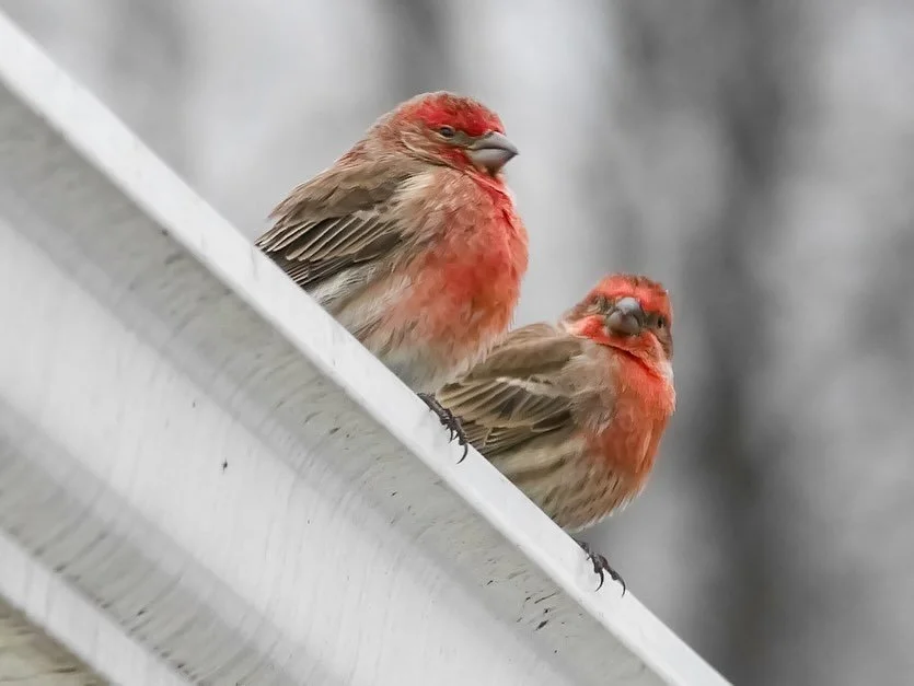 Captured a splash of color on this overcast day! These House Finches bring so much vibrancy to the winter scene. Love how the male&rsquo;s bright red plumage stands out against the muted background. Watching these little guys is always a treat! Which