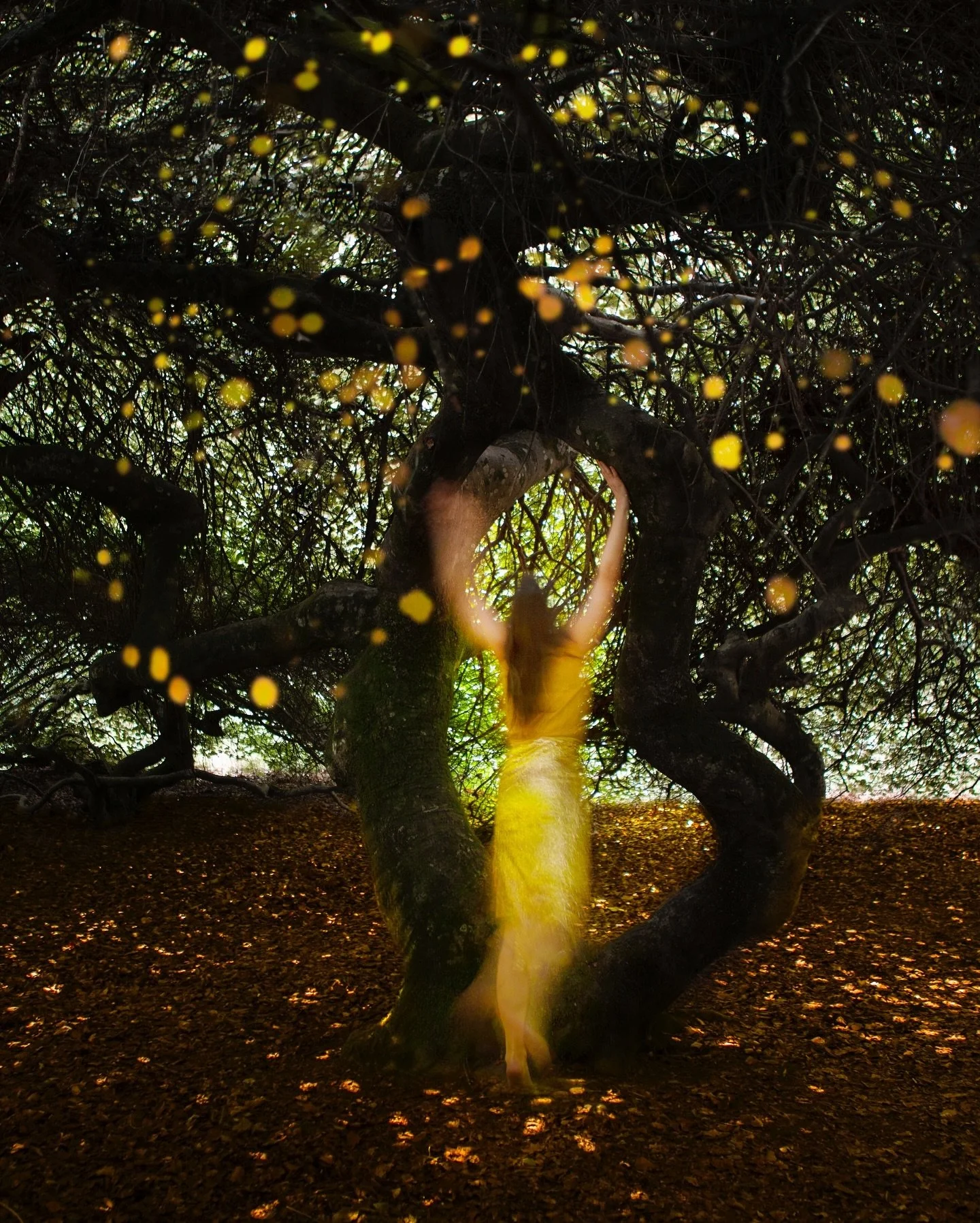 Spooky twisting trees &amp; dancing light season 👻