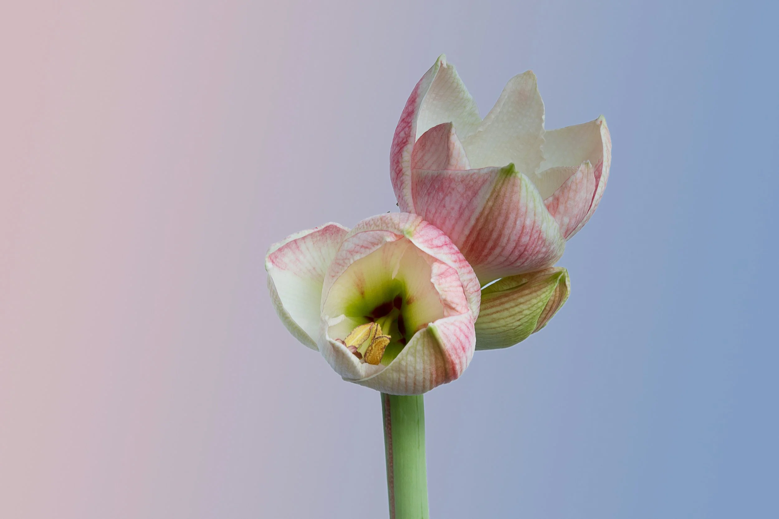 Amaryllis Group € 97  (Early Bird)