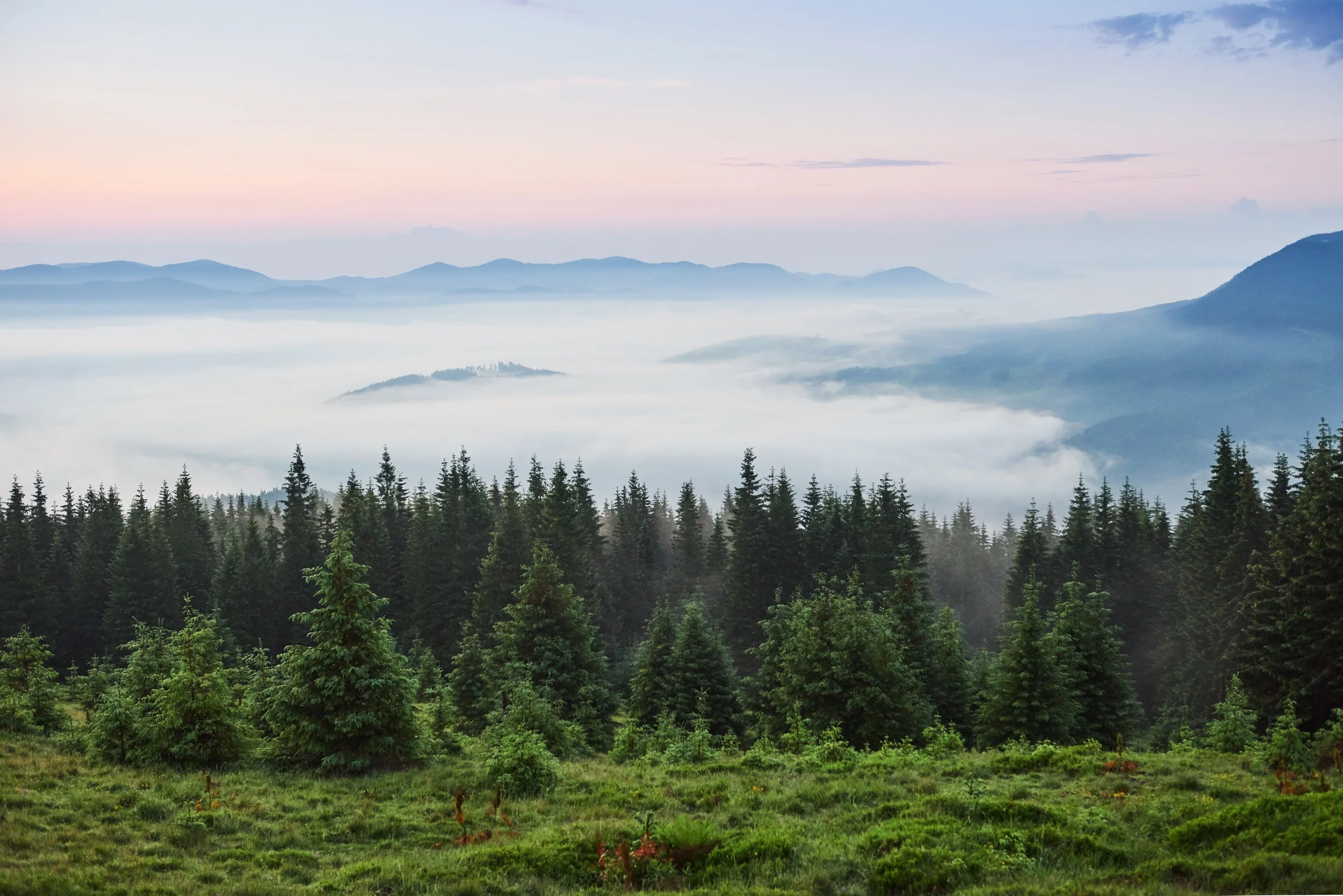 misty-carpathian-mountain-landscape-with-fir-forest-tops-trees-sticking-out-fog.jpg