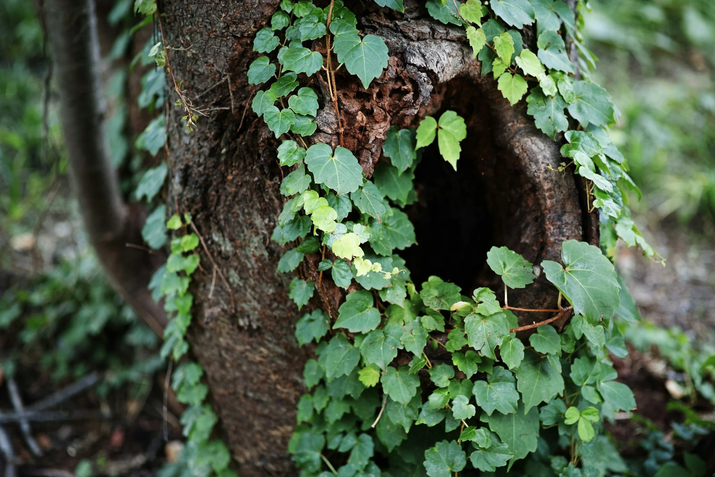 The Hollow Tree