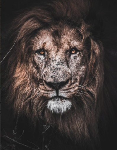 Lion - énergies de février - communication animale Lion