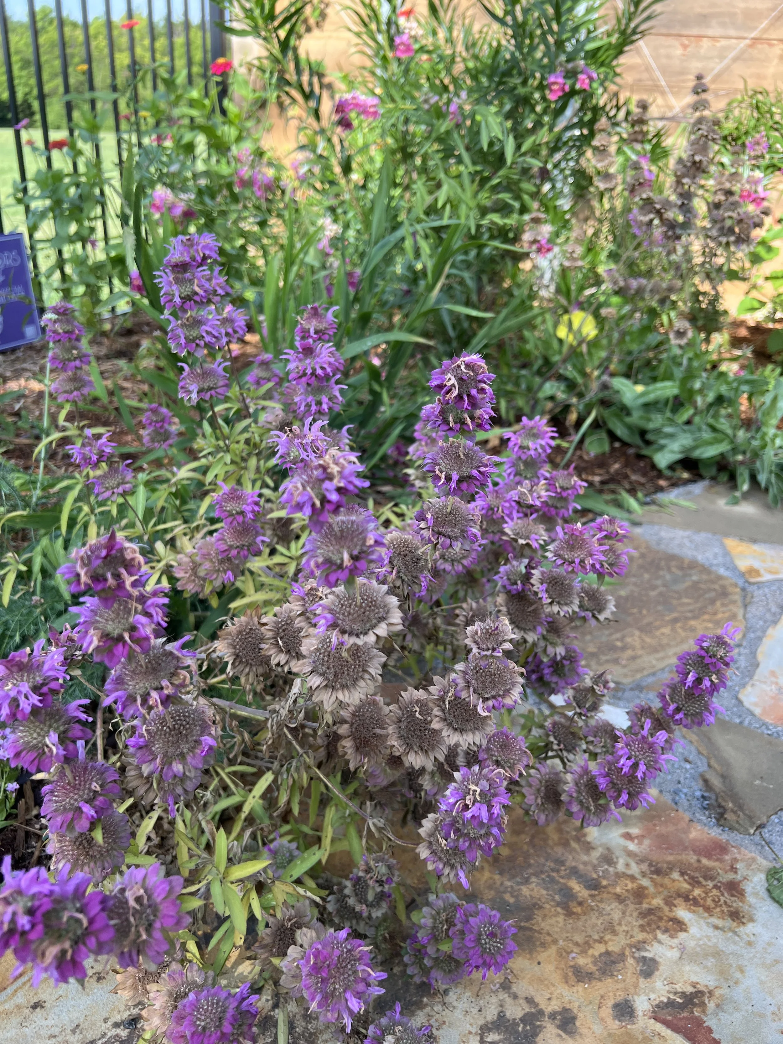 IMG_9834.JPEG