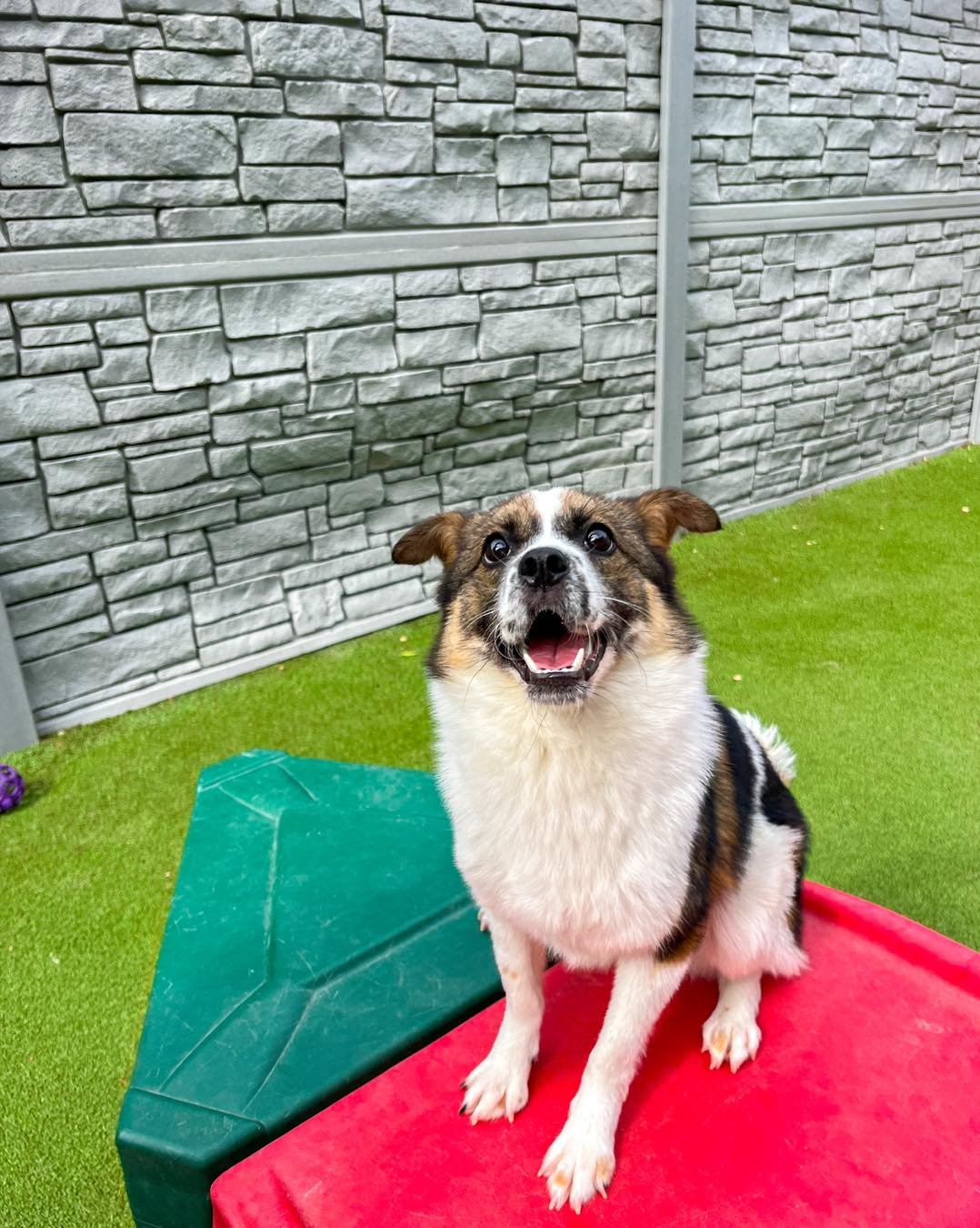 The pups, people, and playtime at Tucker Pup's Pet Resort! 

Located at the corner of Carpenter and Fulton, Tucker Pup&rsquo;s Pet Resort is the place to go for boarding, training, grooming, and doggy daycare in the West Loop!

Tucker Pup&rsquo;s is 