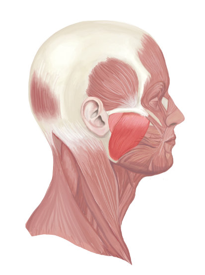 head+for+BC+site+.png
