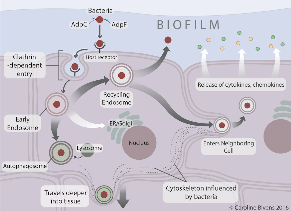 gingivitis+for+BC+site (1).png
