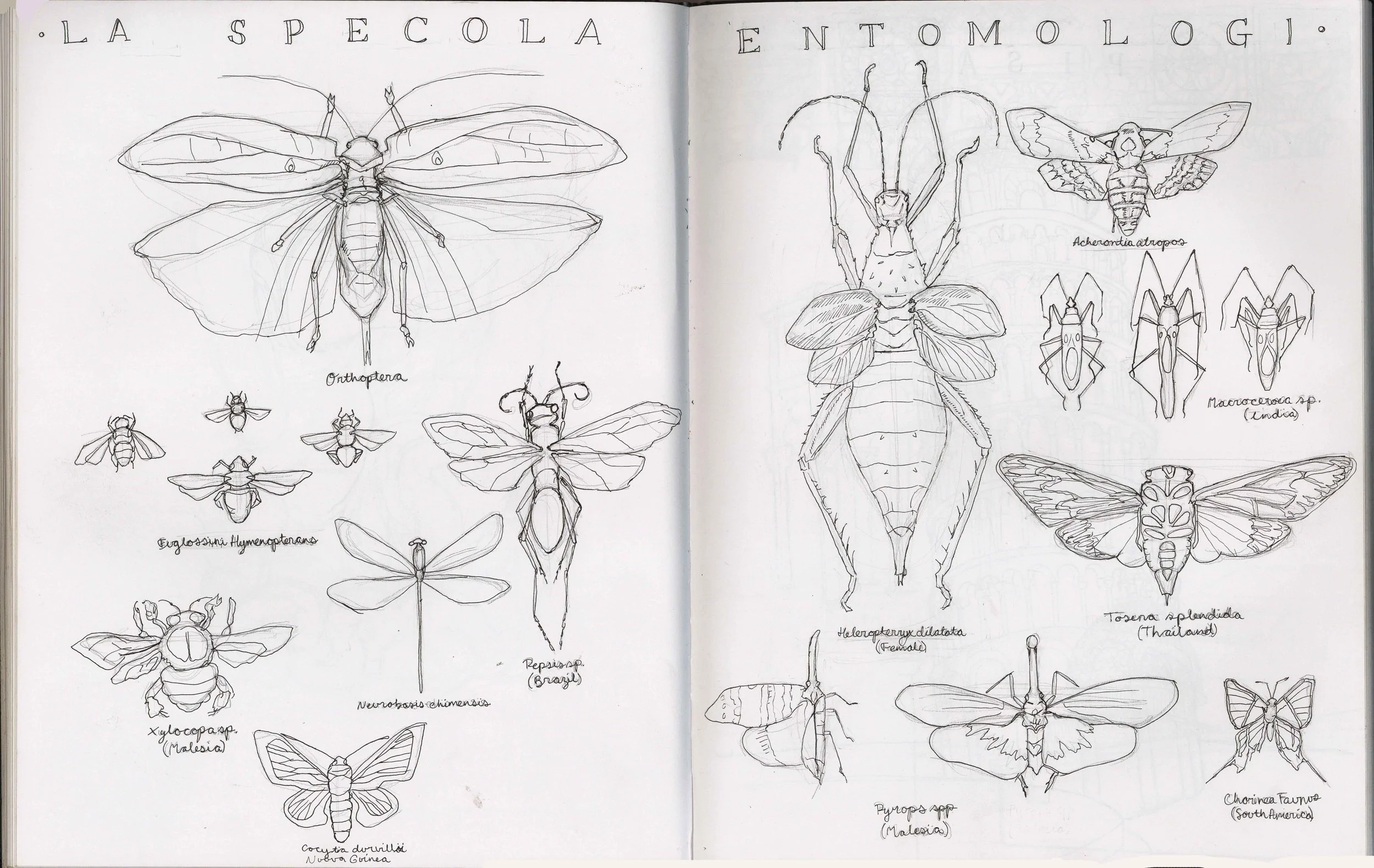 sketchbook+for+site (1).jpeg