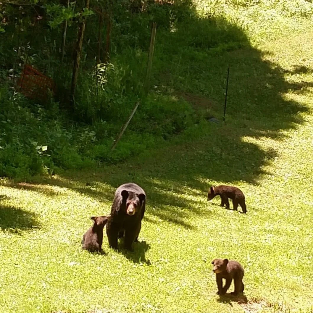 Skywalk &amp; Bears Story Starter: Shared Spaces