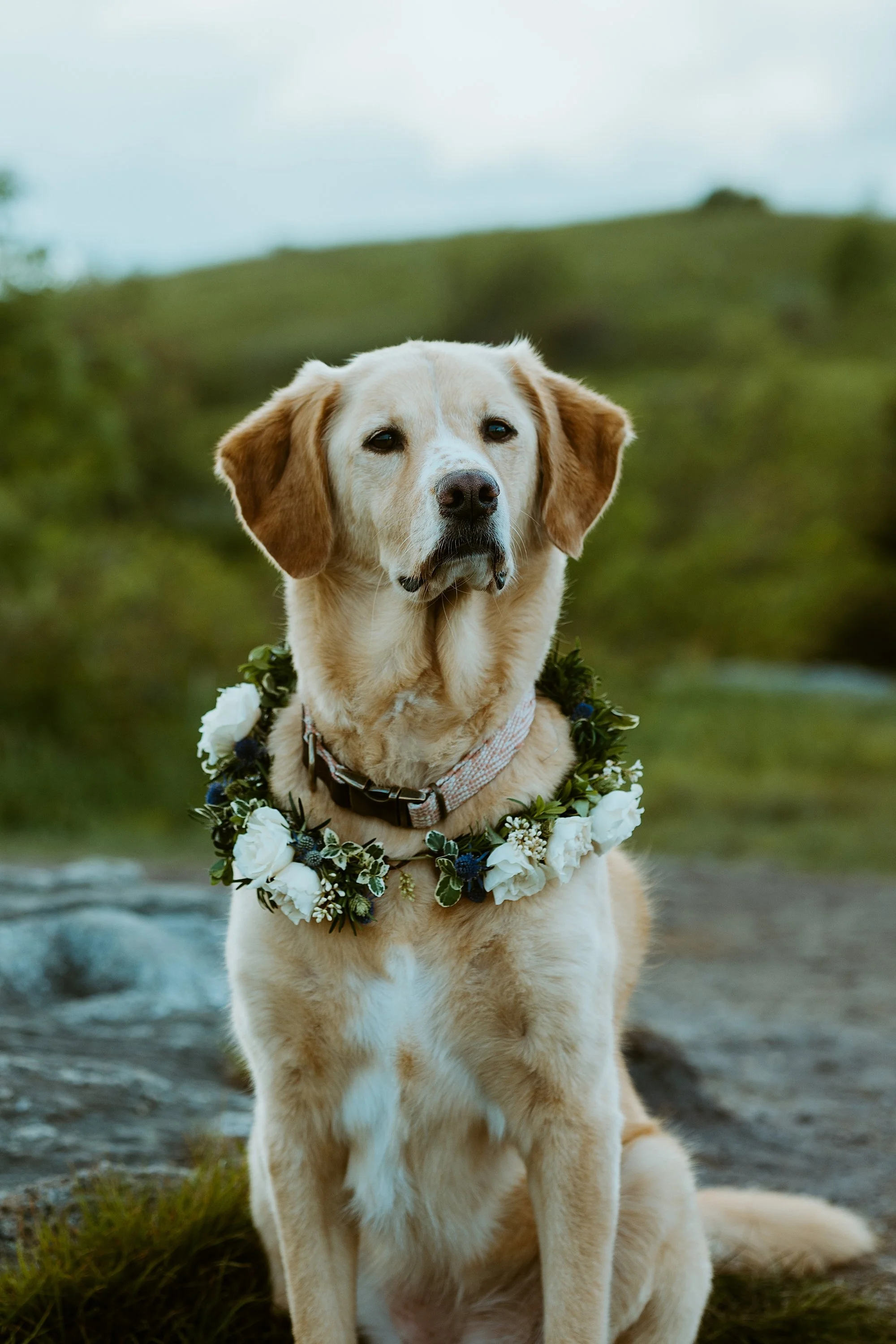 Dog with her floral bouquet during owners elopement in North Carolina.