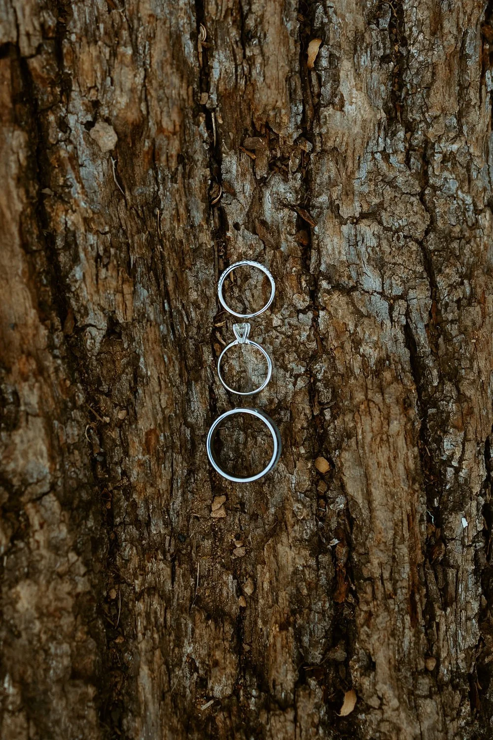 3 rings sitting on tree bark