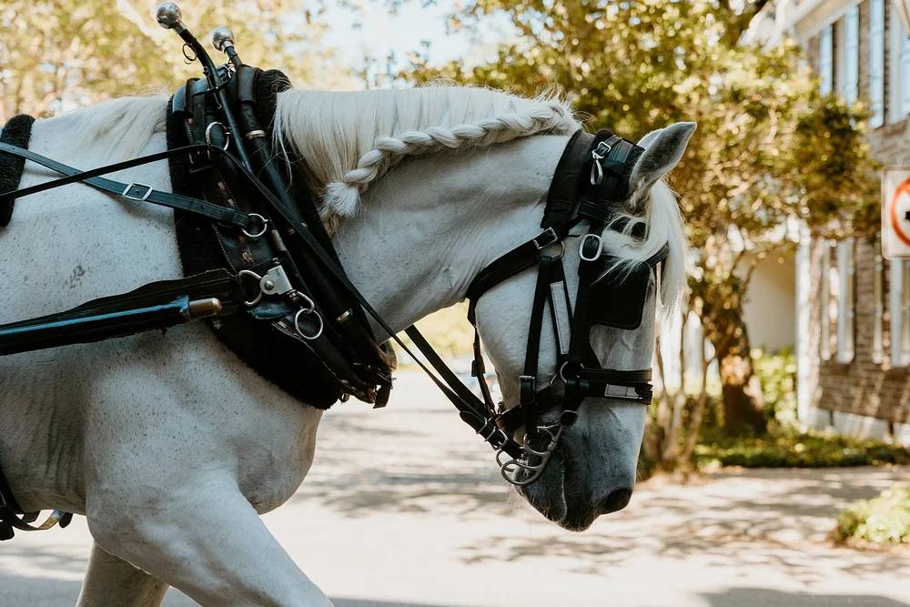 A horse pulls a carriage on Rainbow Row in downtown Charleston SC