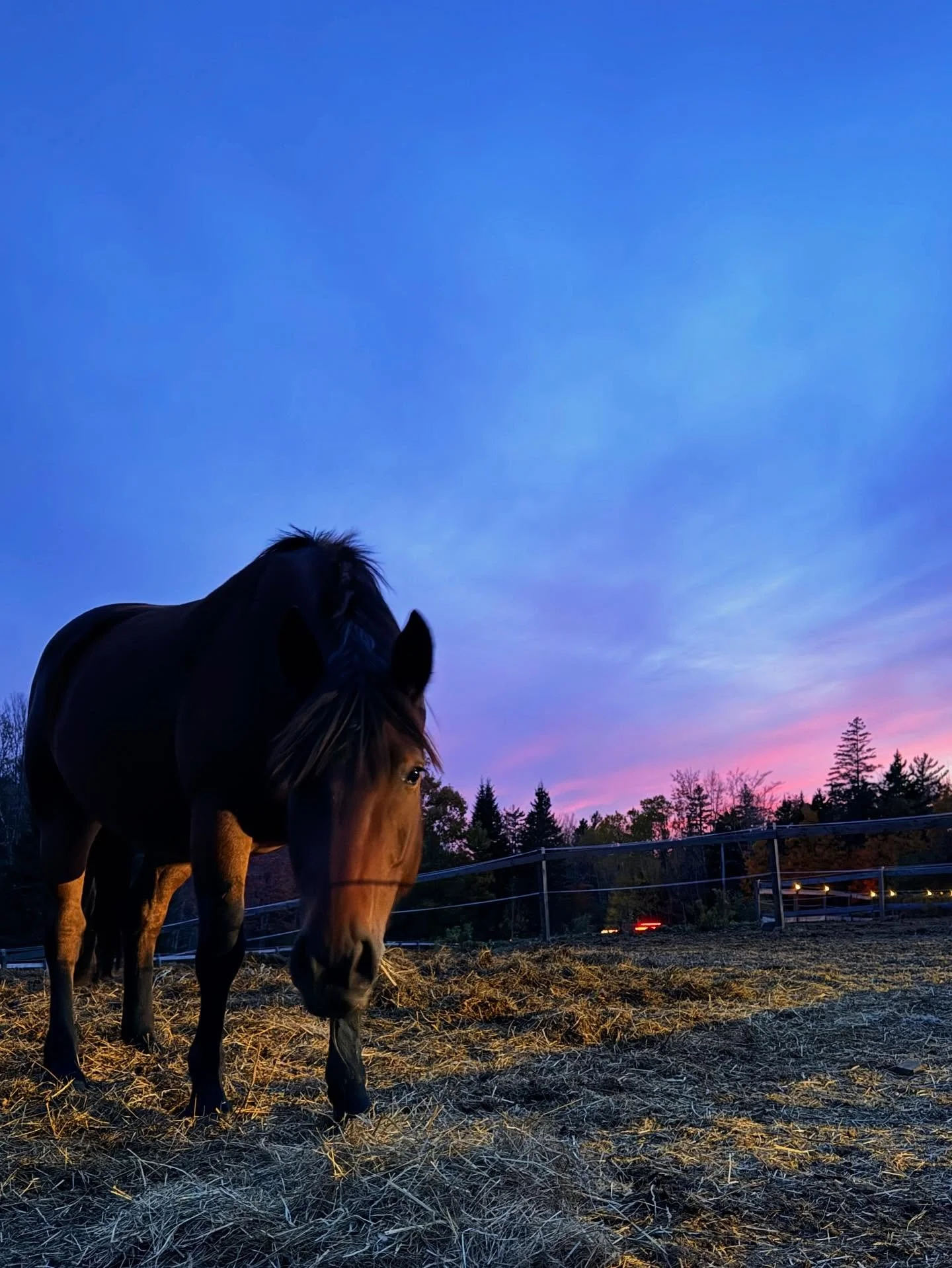 🌿Happy Thanksgiving 🍁

May you find quiet moments to breathe, reflect, and connect with what truly matters. 

Wishing you all the best, from our barn to yours 💚

#novascotia #horses #equine #equinetherapy #psychotherapy #equineassistedtherapy #anx