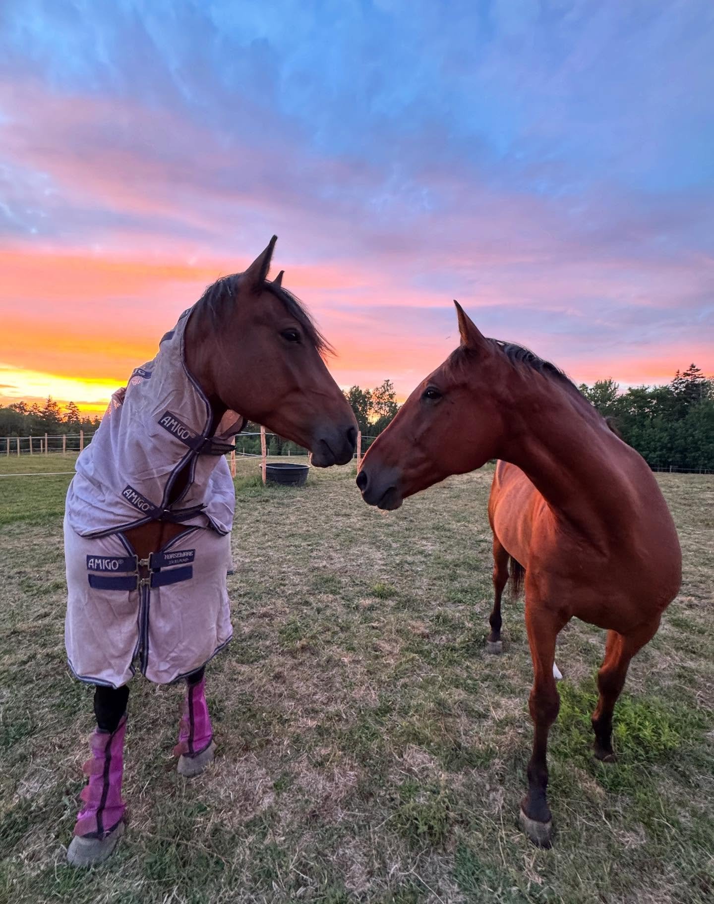 World Mental Health Day! 

Today we honour the importance of mental health, for ourselves, our communities, and the world around us.

Horses have a powerful way of helping us slow down, breathe, and reconnect. In equine-assisted therapy, the quiet pr