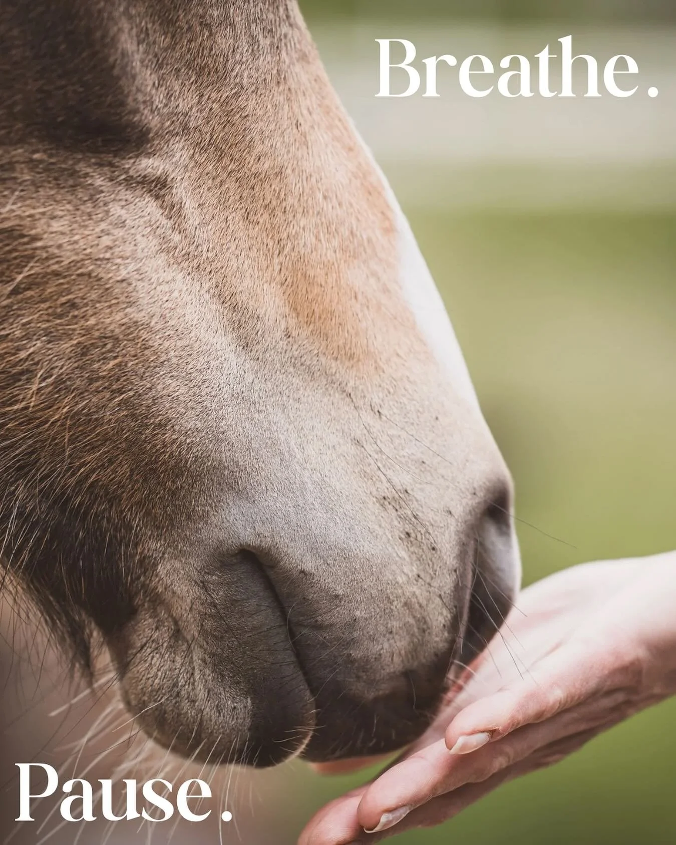 ✨🌿In the last two weeks, I&rsquo;ve been told by both my riding coach and physiotherapist to stop holding my breath and to keep breathing! Despite being so automatic, often when anxious or bracing for something we hold our breath. However this tende