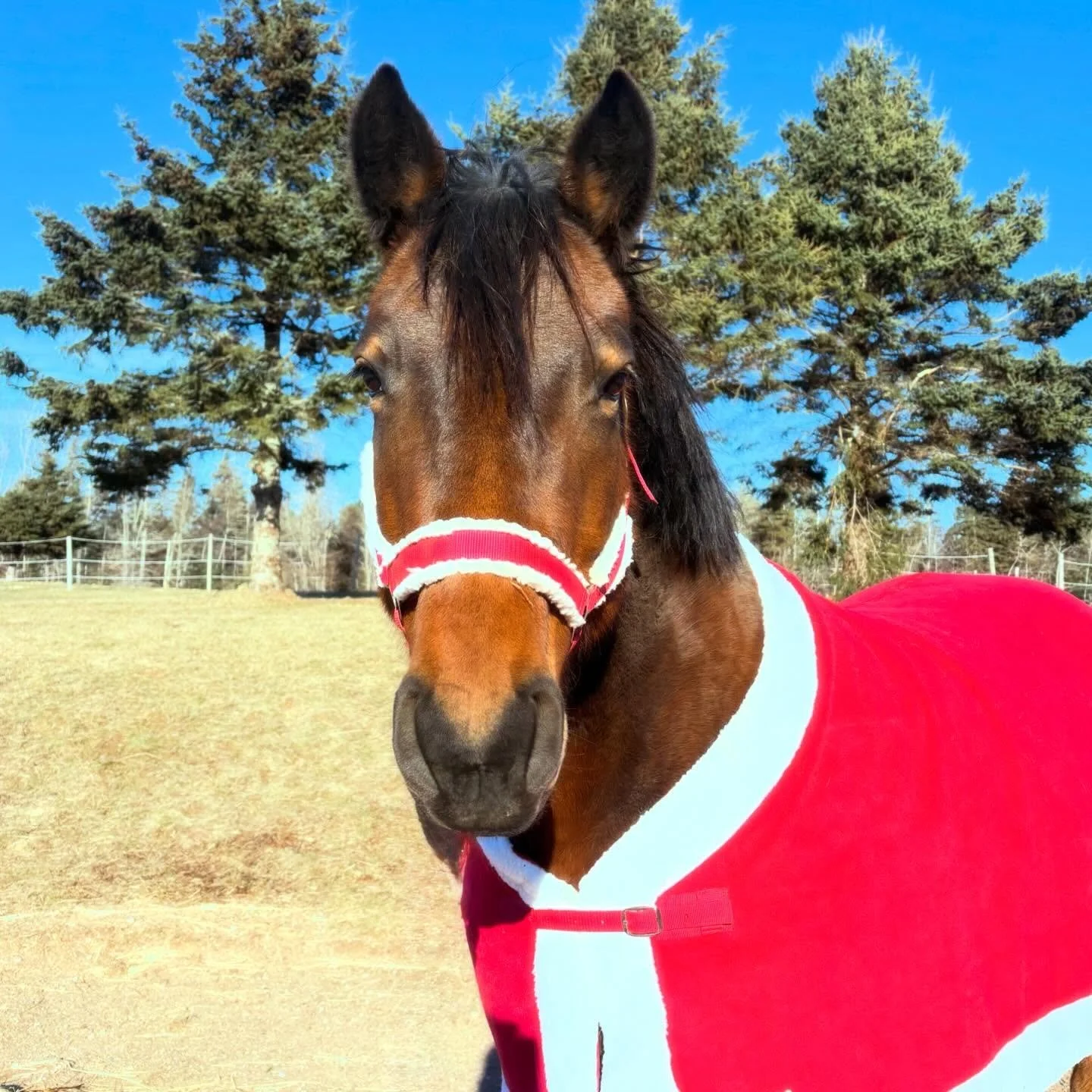 Merry Christmas to those celebrating today 🎄✨
If this season feels joyful, may you soak it in. If it feels heavy, quiet, or complicated, you&rsquo;re not alone. However today meets you, may there be moments of gentleness, rest, and kindness toward y