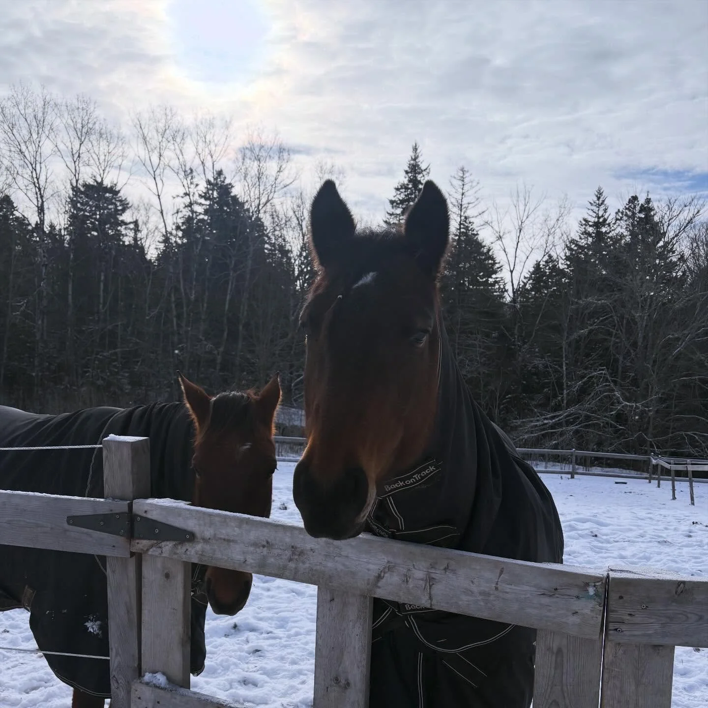 🐴🎊 2026 puts us in the Year of the Horse and based on predictions, the year is going to be spicy! 

Like our favourite horse, it will favour bold forward momentum and the impulsivity to make moves. Navigating the Year of the Horse will require us t