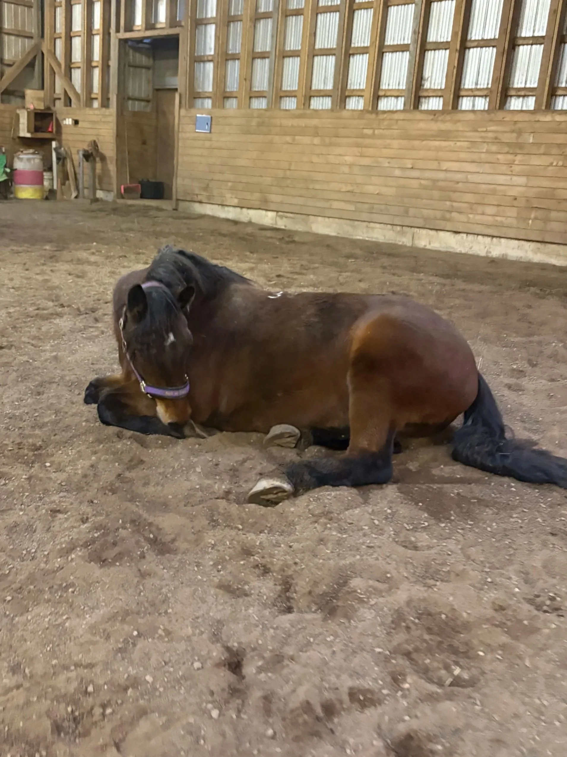 Learning to Rest the Way Horses Do