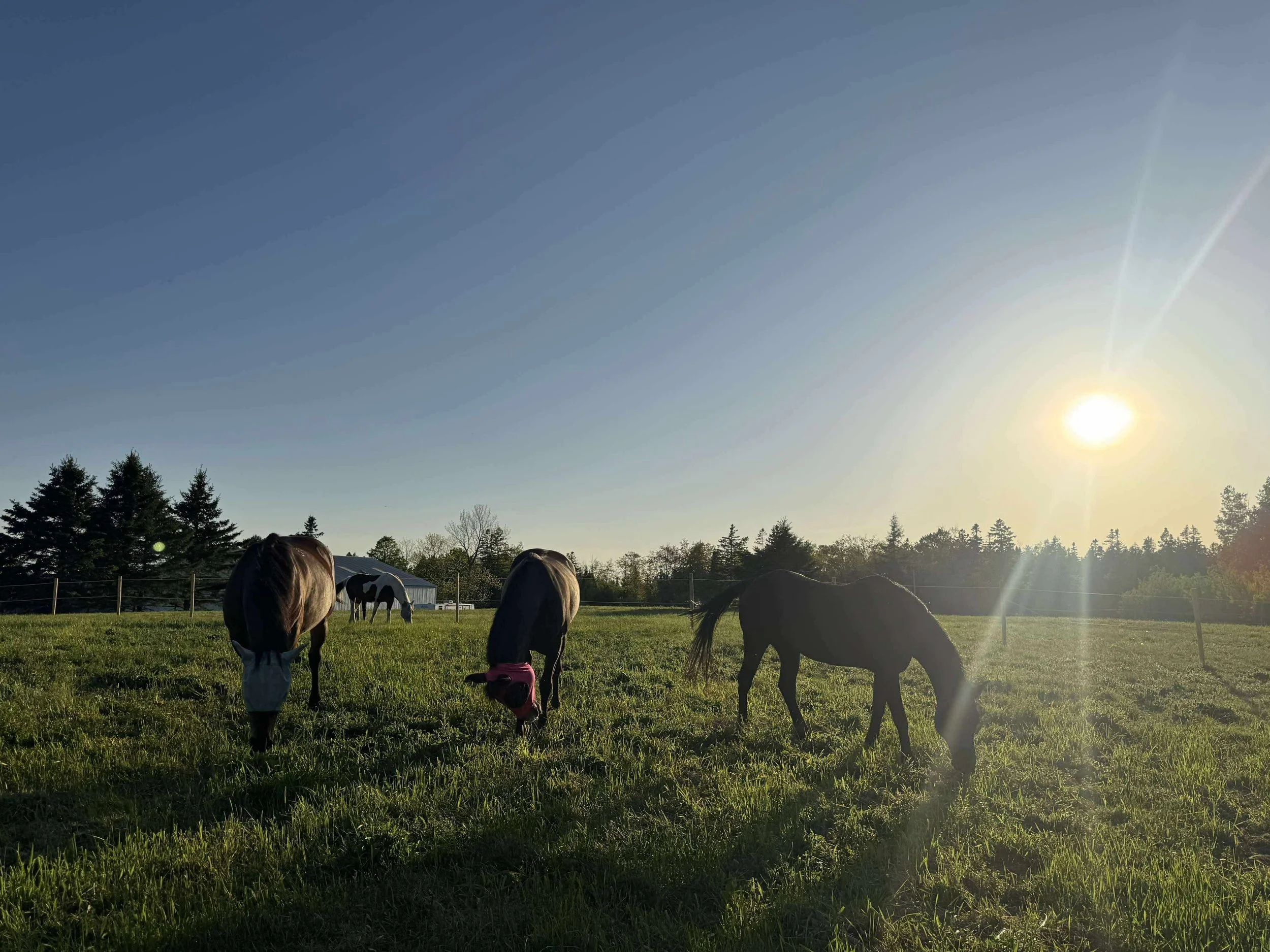 Learning Body Awareness Through Horses