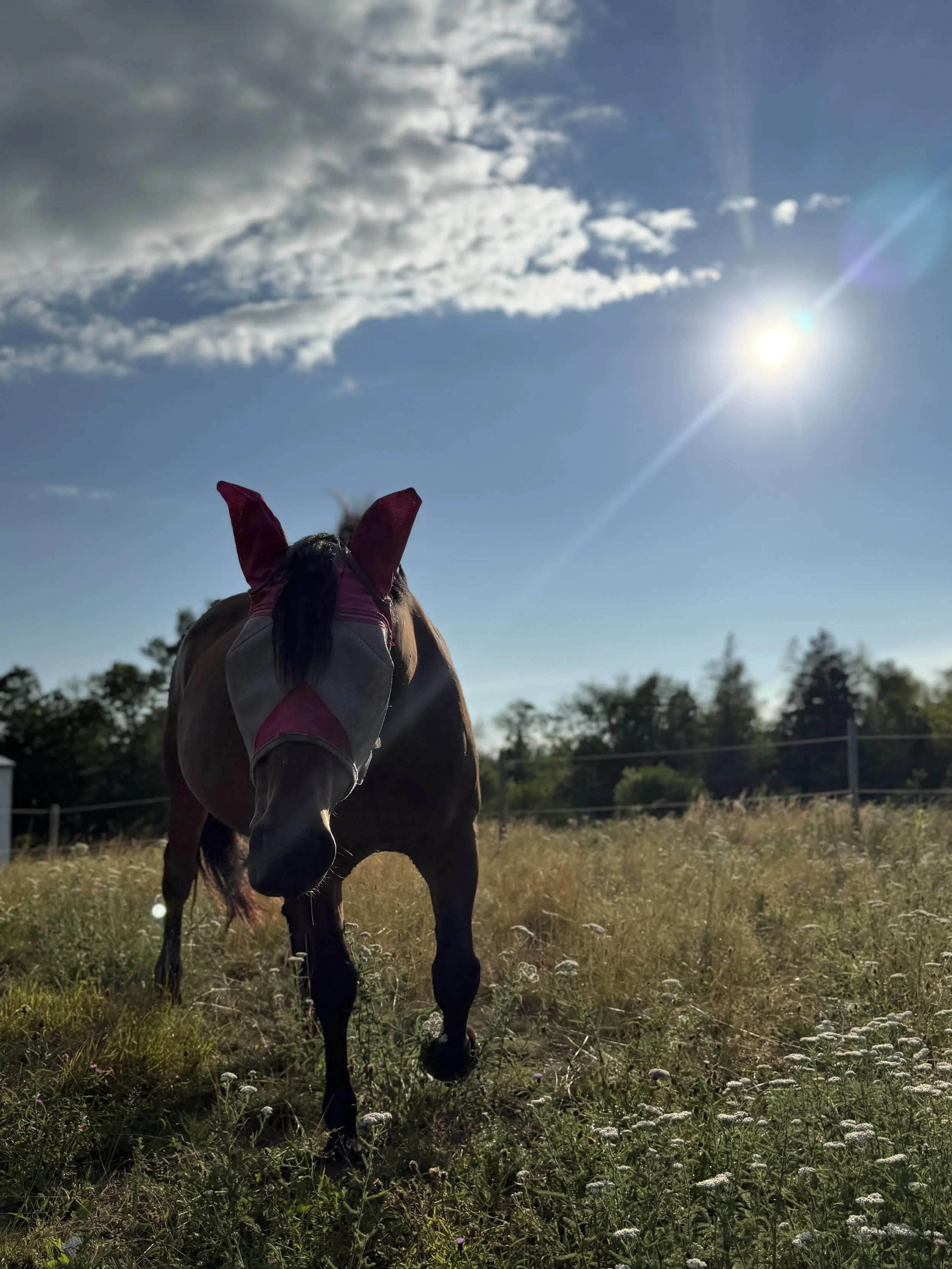 Penny taught me that calm isn't the absence of stress, it's the ability to return to balance.