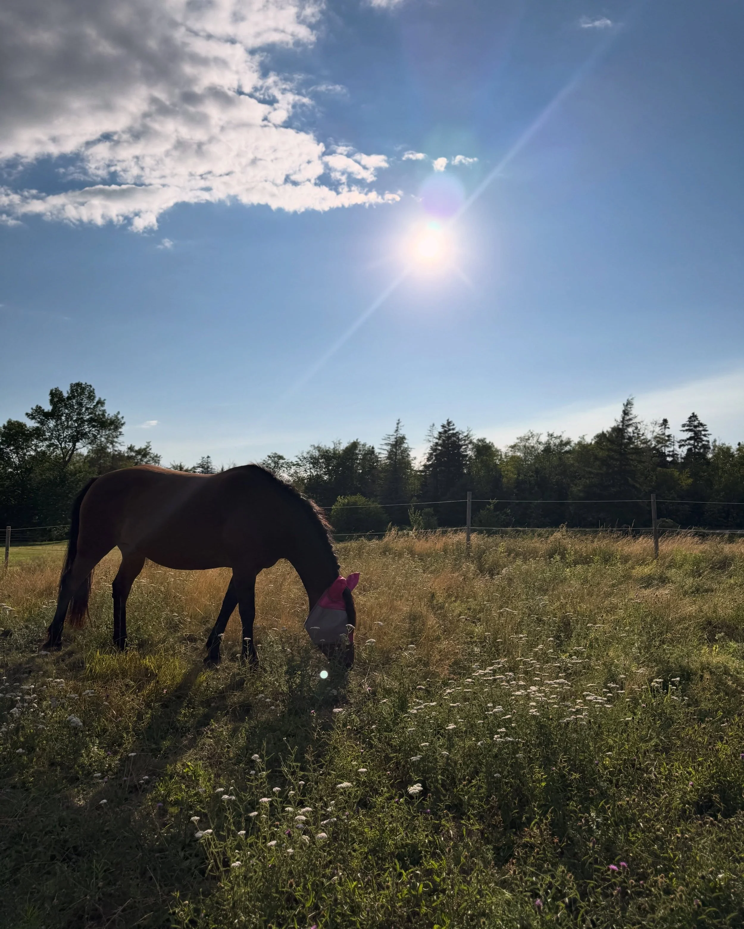 &ldquo;In the presence of a horse, the past gets quieter, the future fades, and we remember how to simply be.&rdquo;

#EquineAssistedTherapy #NervousSystemRegulation #HealingWithHorses #MentalWellness #NovaScotia