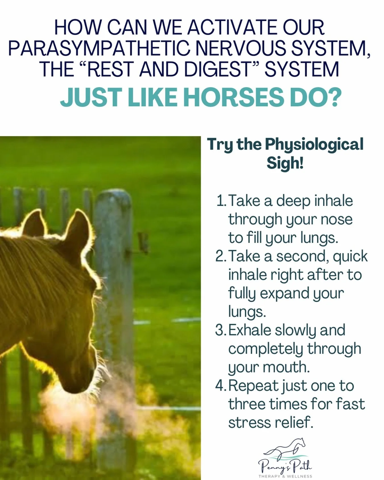 Have you ever noticed a horse take a big breath, let out a long sigh, and suddenly seem to soften?

Horses naturally respond to changes in their environment through their nervous systems. When they feel alert or threatened, their breathing may become