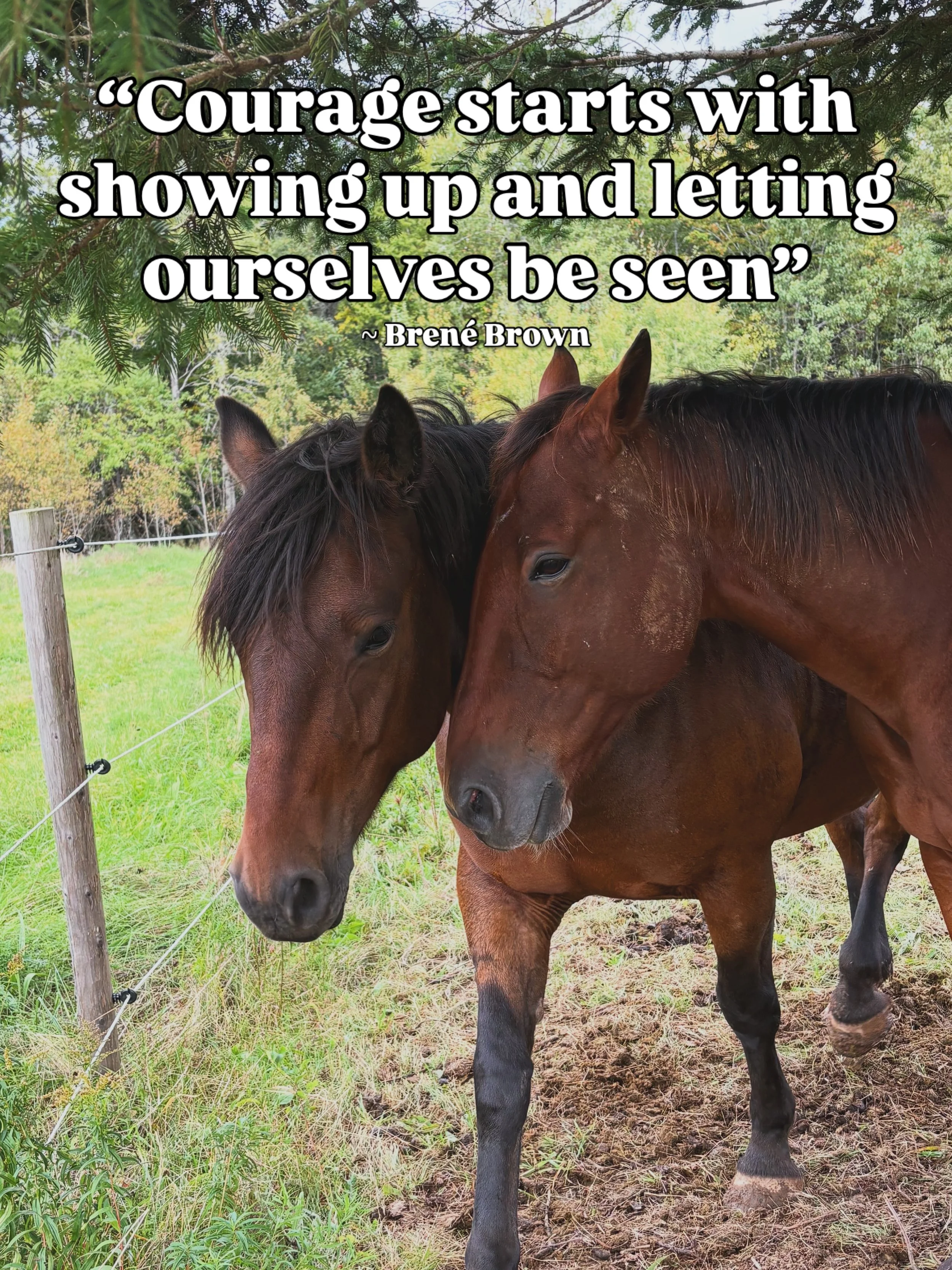 There is something powerful about being able to show up exactly as you are, and discovering that you are still worthy of connection, compassion, and acceptance.

Horses offer the powerful experience of being seen. They respond to what we bring into t