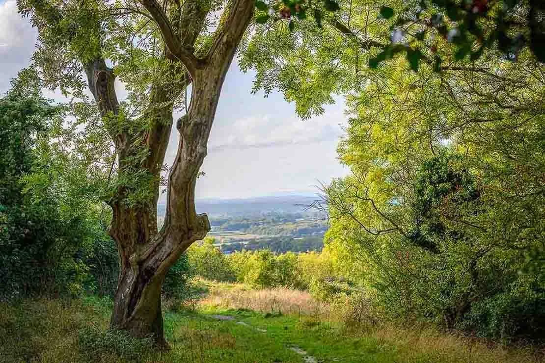 South-Downs-Tapestry.jpg