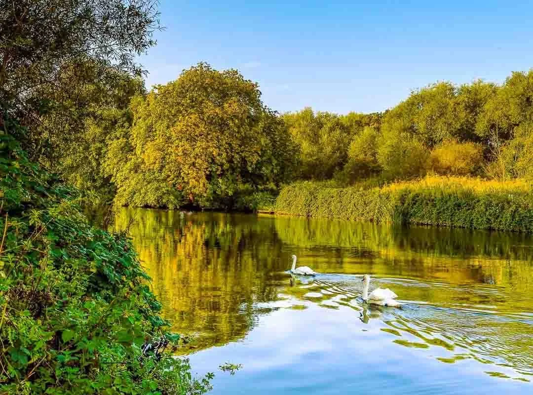 A view of the swans swimming up the river Trent just outside Burton on Trent
