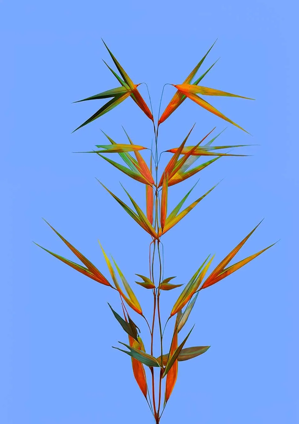 Abstract botanical photograph of orange and green leaves against a blue background