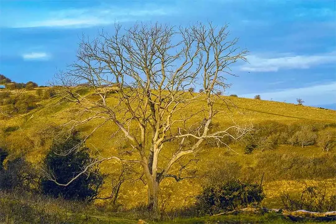 South-Downs-National-Park