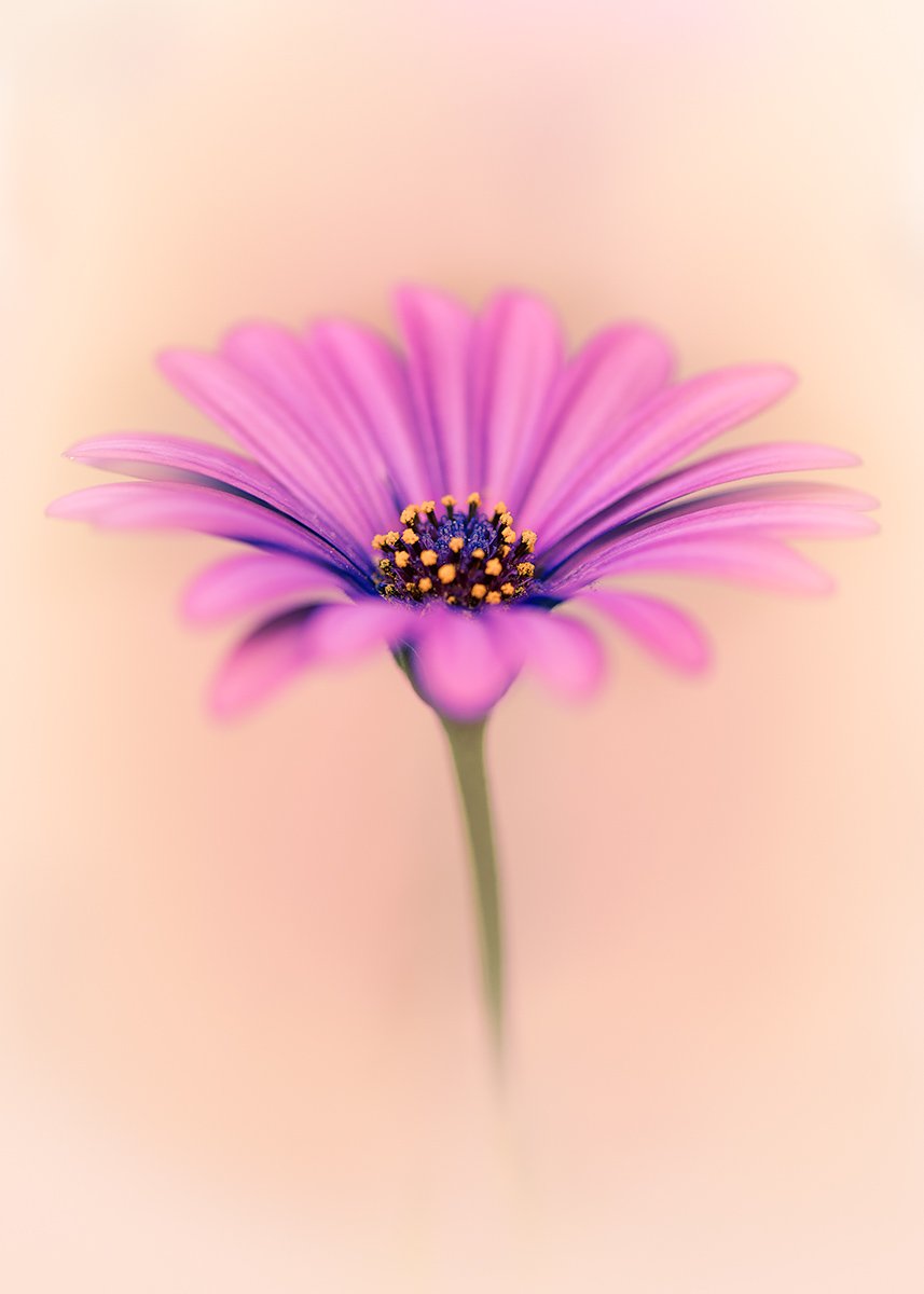Purple Grace