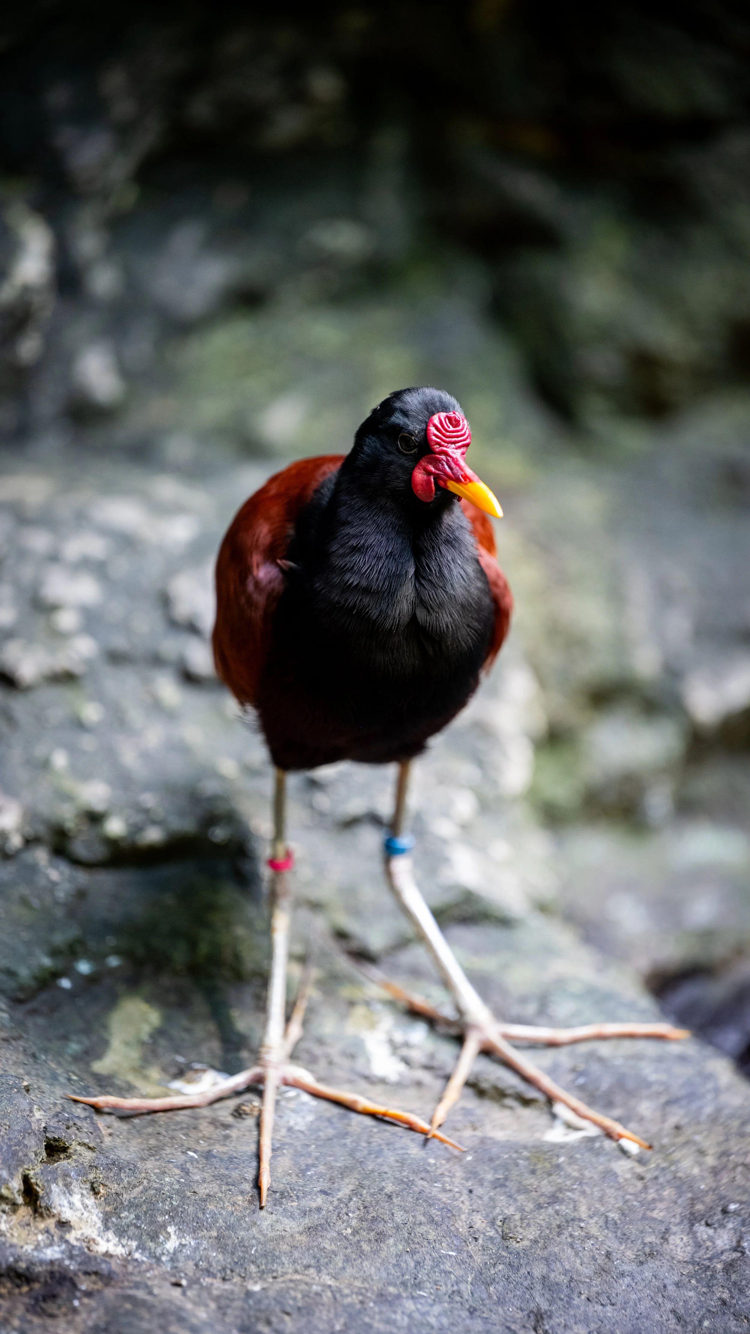 AndersonxAluise-0523-2525SBIJNDwilqeurgheo