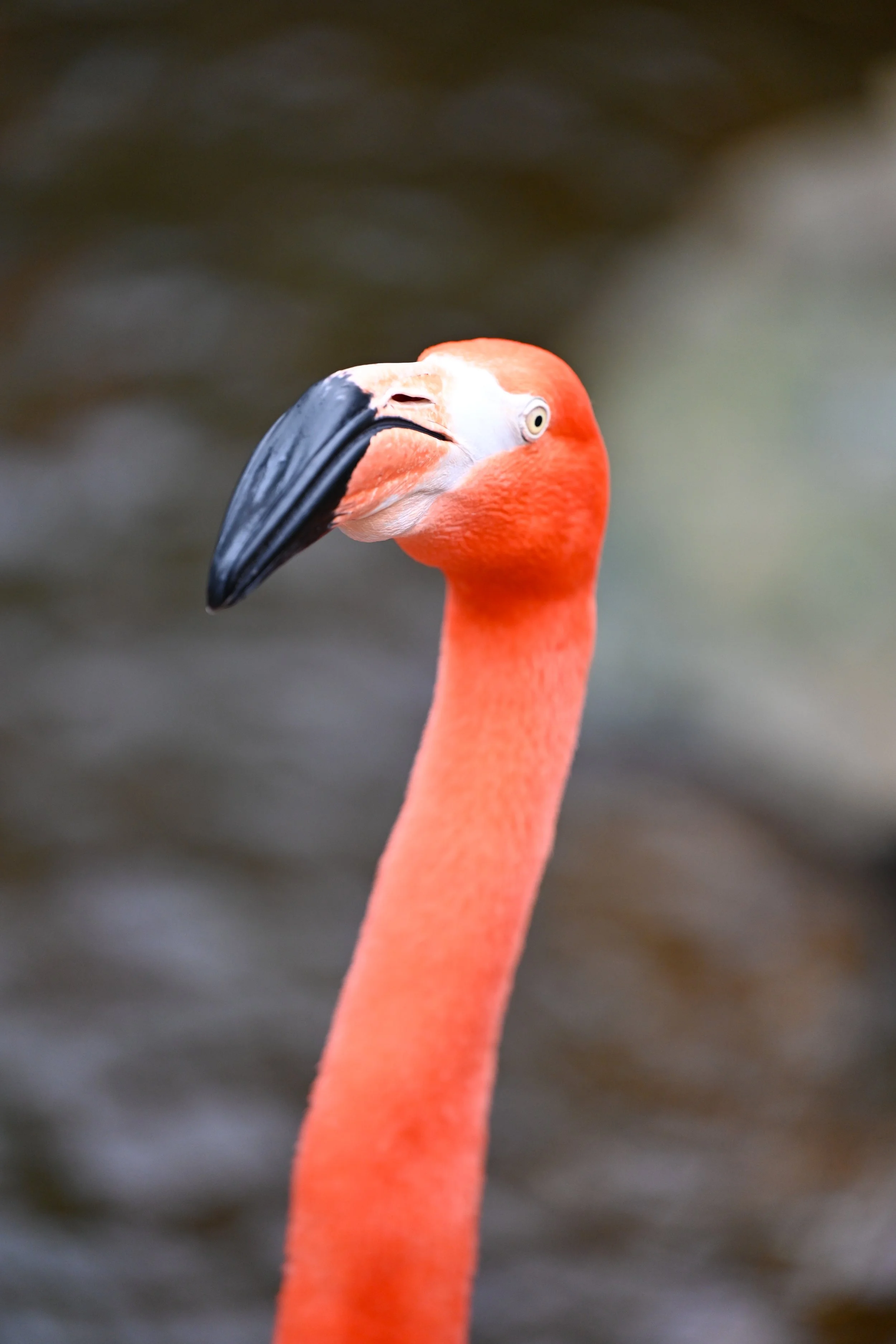 20240613-hd-christtempleSBIJNDwilqeurgheo