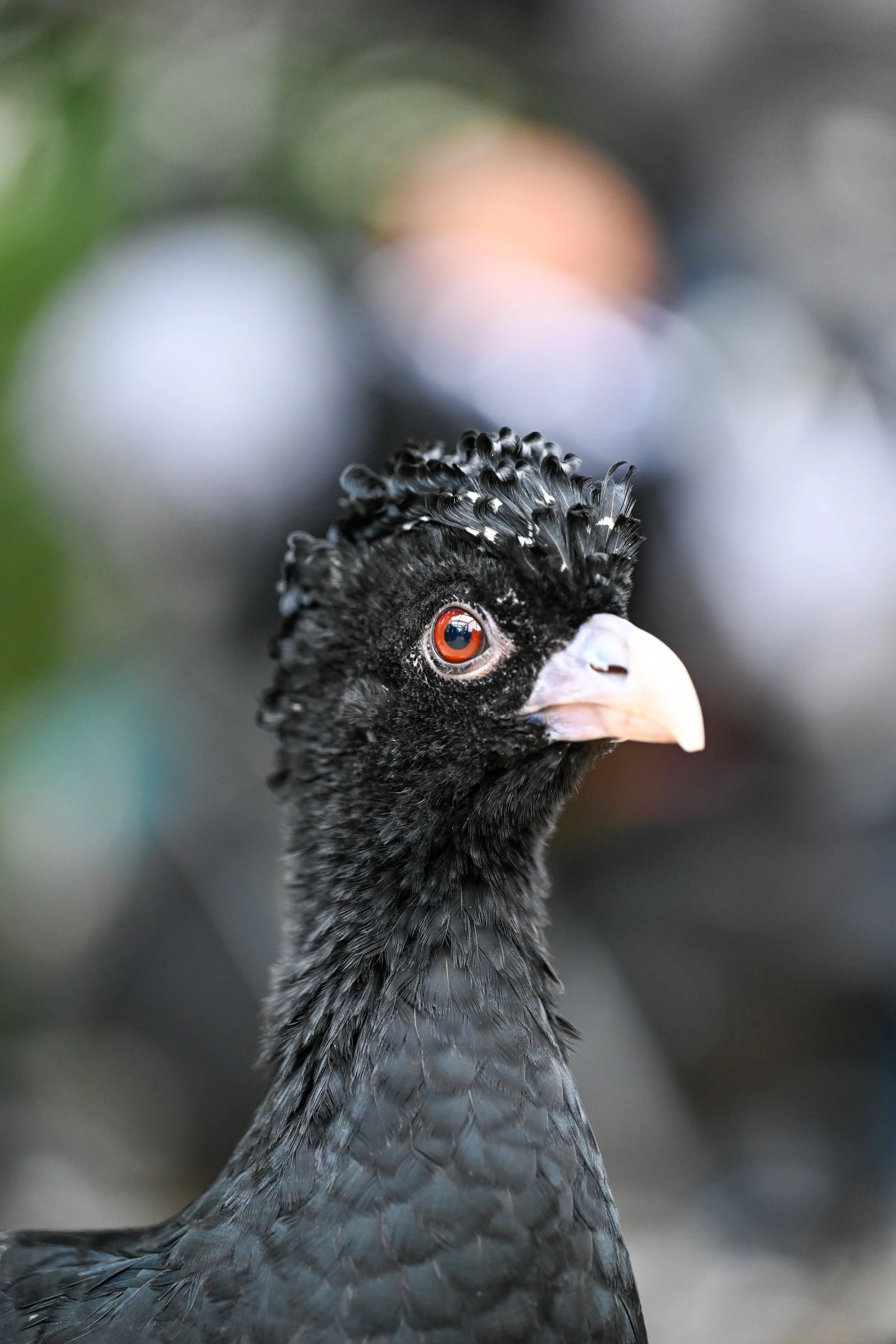 20240613-hd-christtempleSBIJNDwilqeurgheo