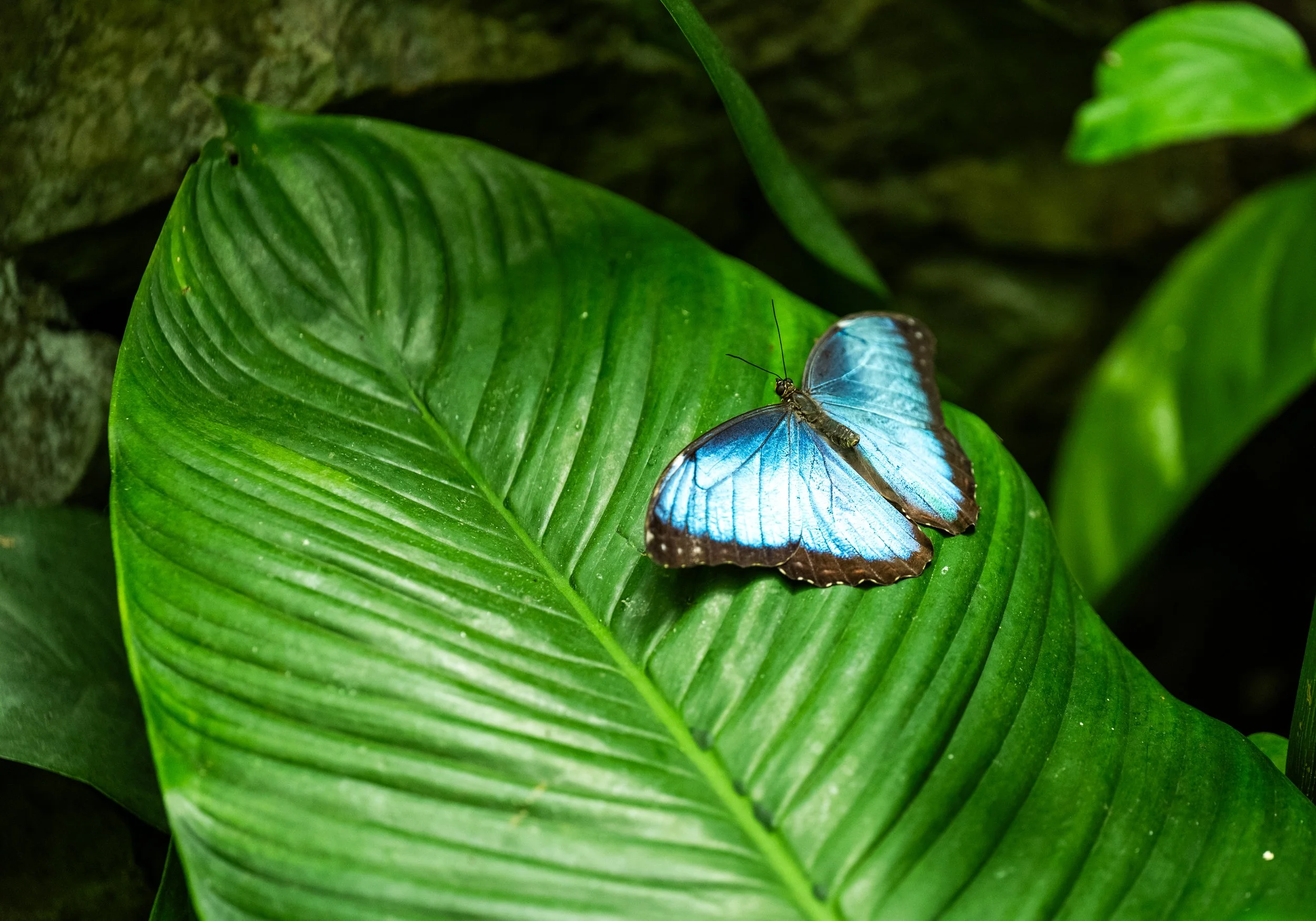 AndersonxAluise-0523-2525SBIJNDwilqeurgheo