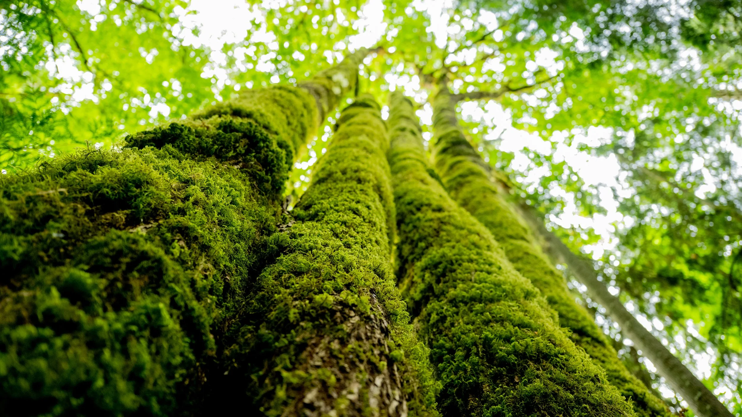 AndersonxAluise-0523-2525SBIJNDwilqeurgheo