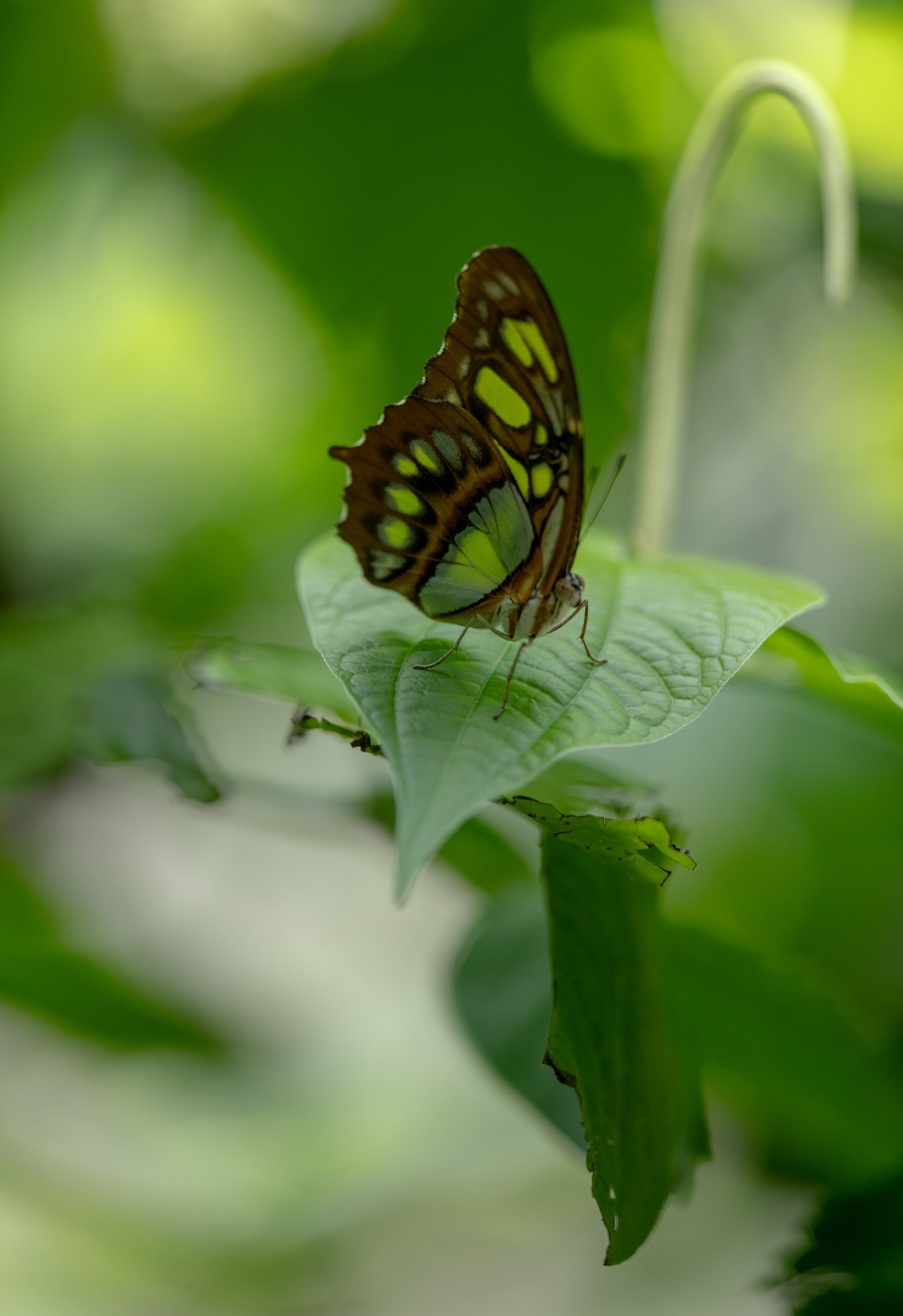 AndersonxAluise-0523-2525SBIJNDwilqeurgheo