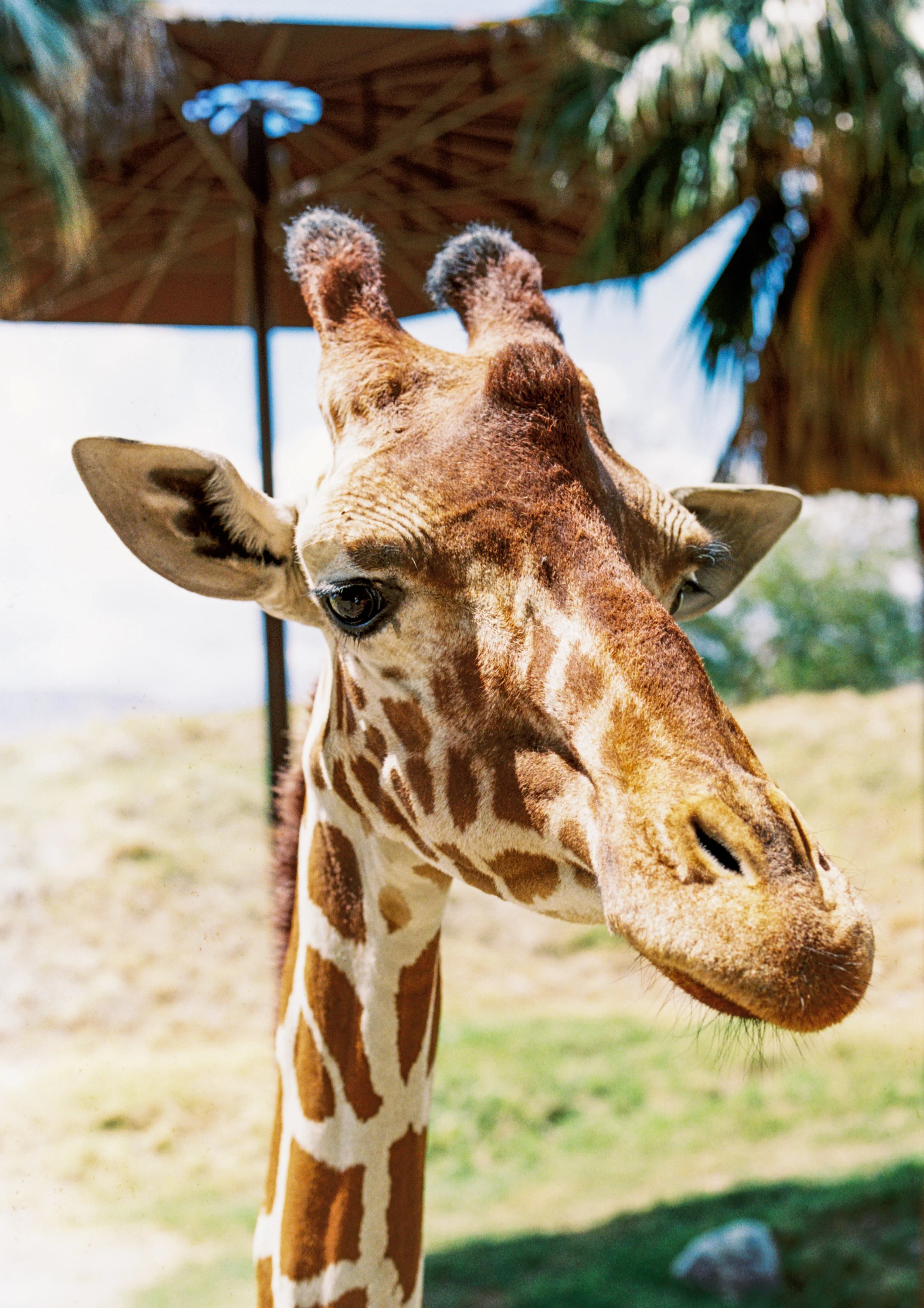 GIRAFFE.jpg