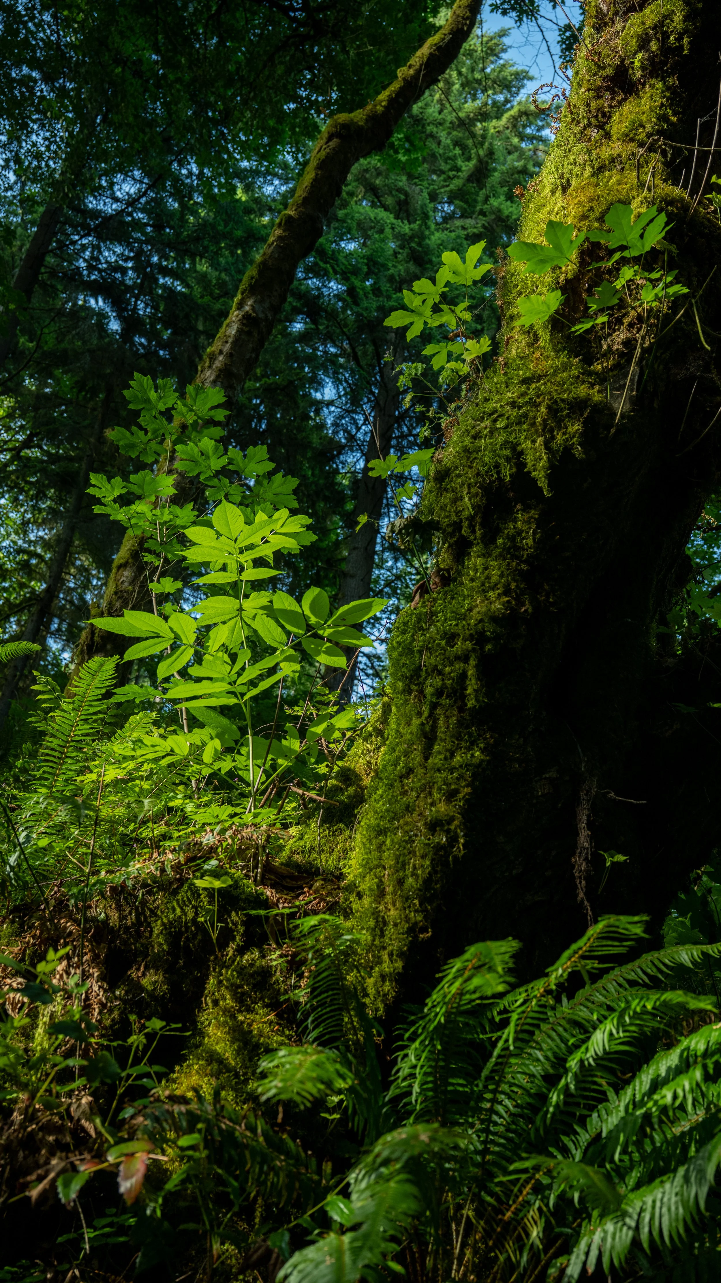 AndersonxAluise-0523-2525SBIJNDwilqeurgheo