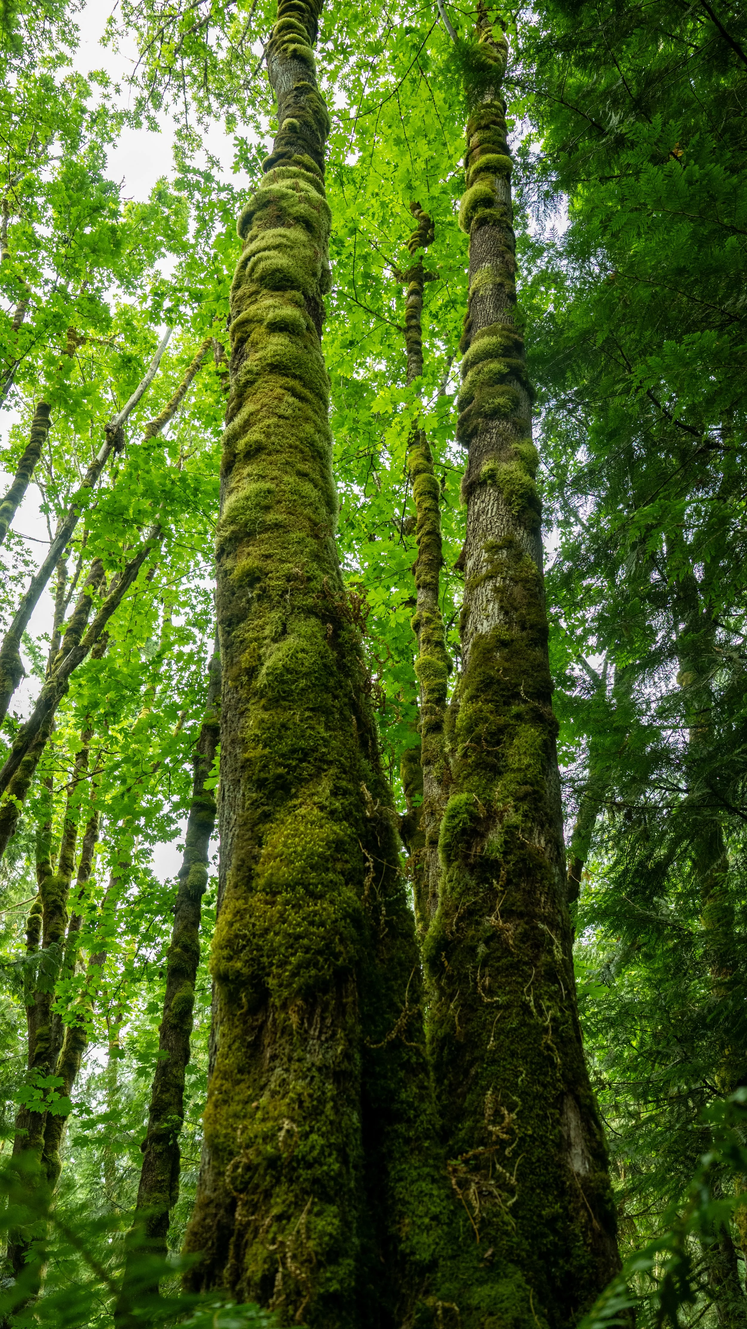 AndersonxAluise-0523-2525SBIJNDwilqeurgheo