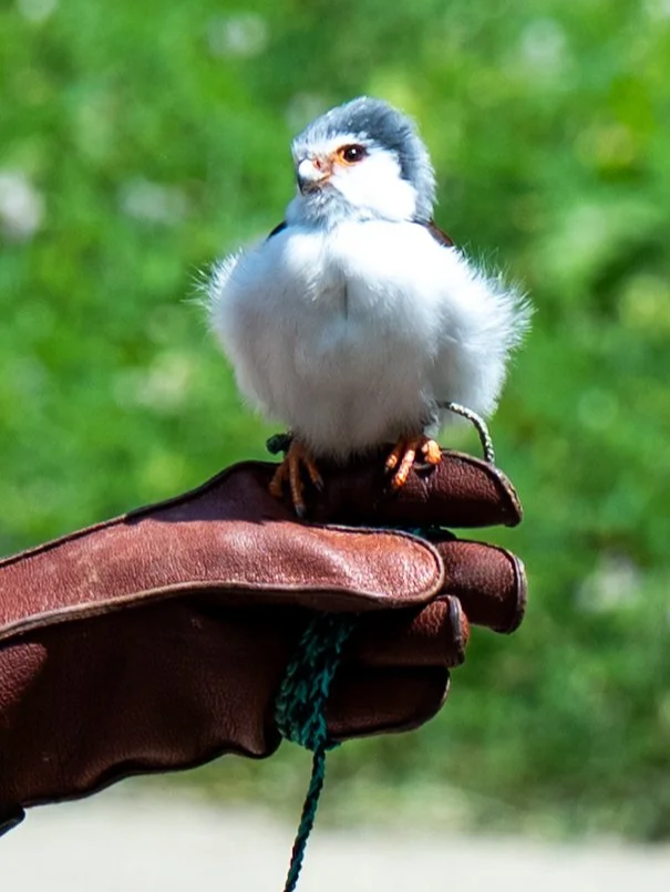 AndersonxAluise-0523-2525SBIJNDwilqeurgheo